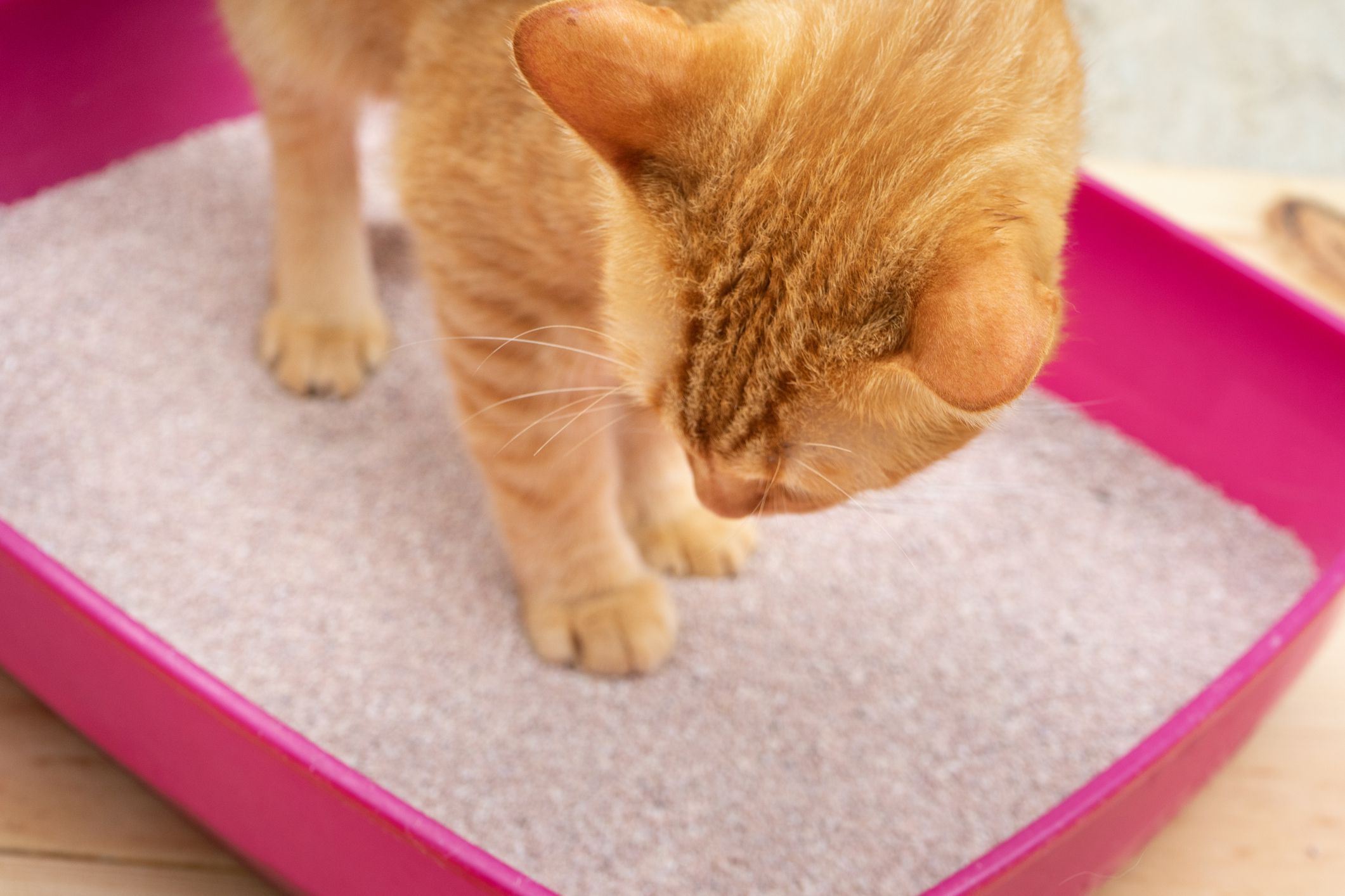 Common Urinary Problems in Cats