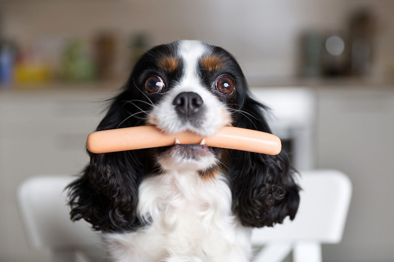 Should You Use Hot Dogs as Treats?