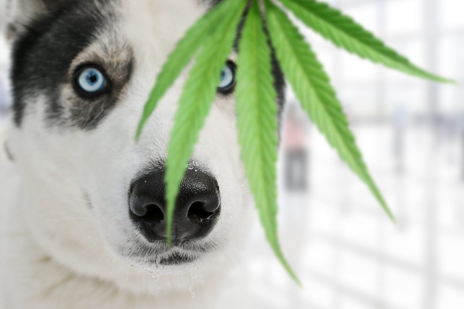 Yikes! My Dog Ate Weed on Accident. What Should I Do?