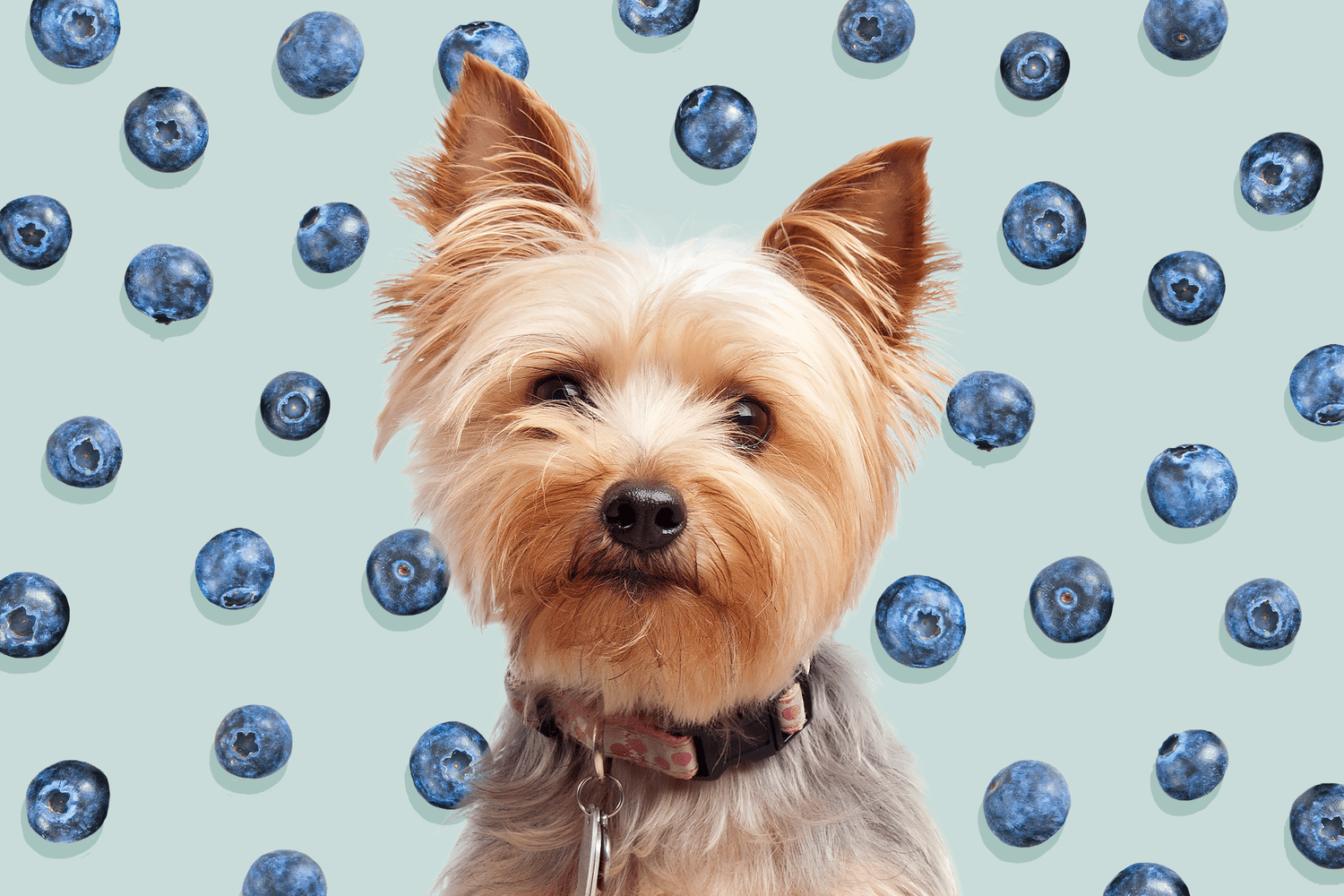 Can Dogs Eat Blueberries? Here’s What To Know About This Healthy Canine Snack