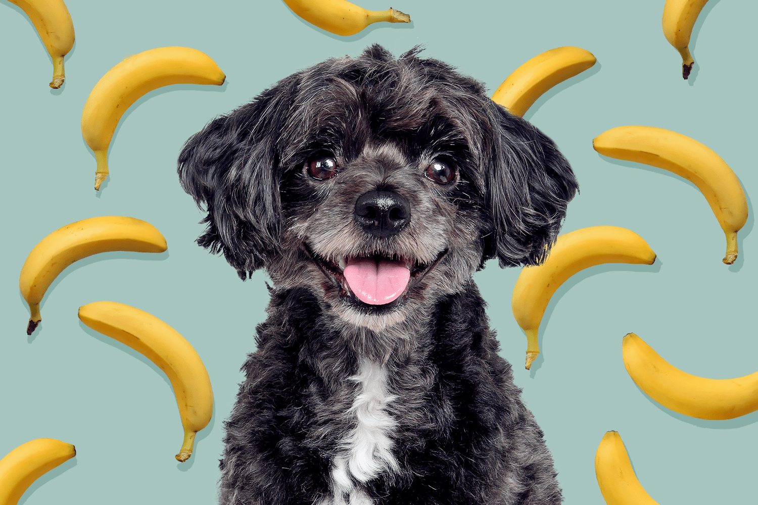 Why Bananas Are a Great Treat for Dogs