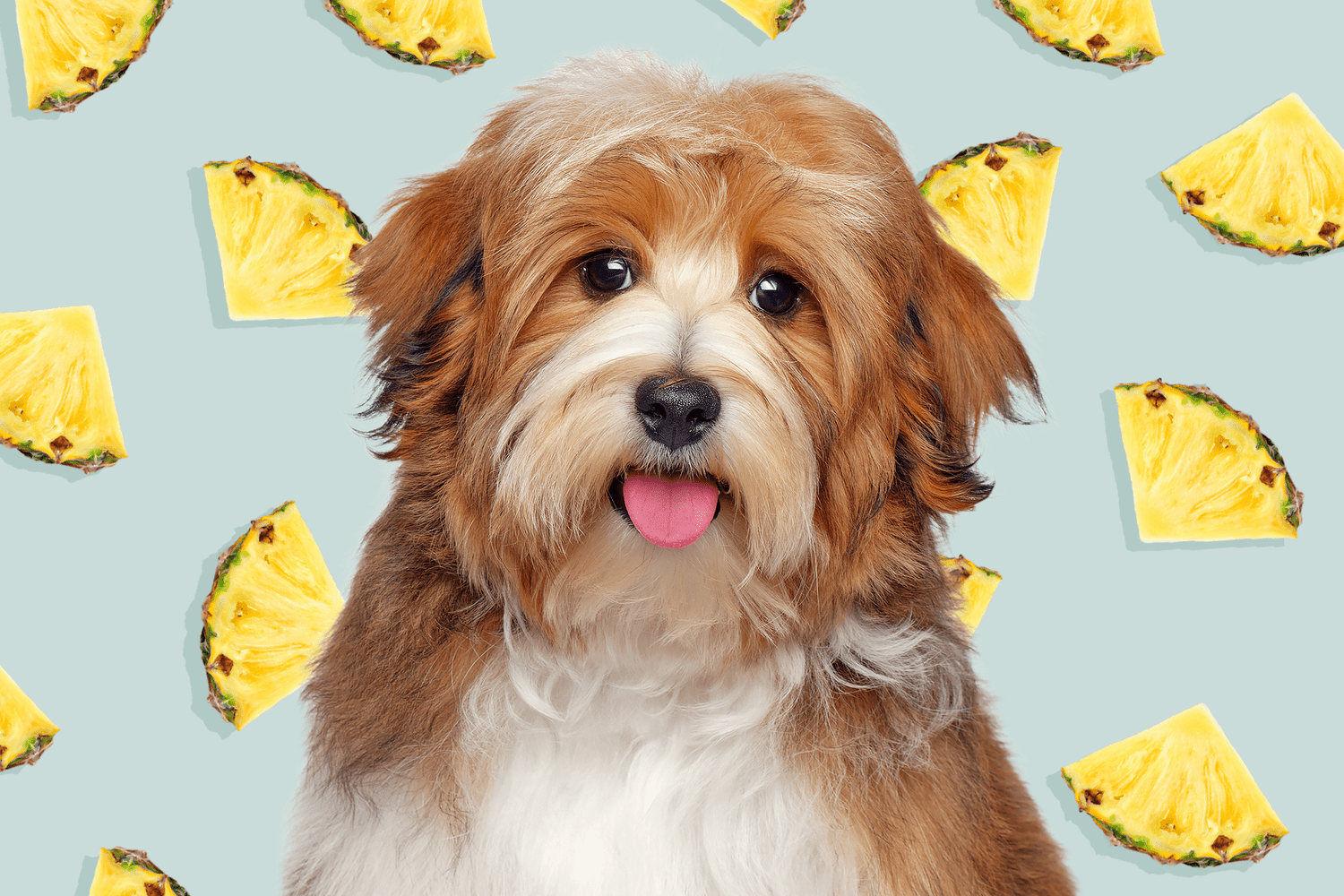 Can Dogs Eat Pineapple? Only in Safe Amounts