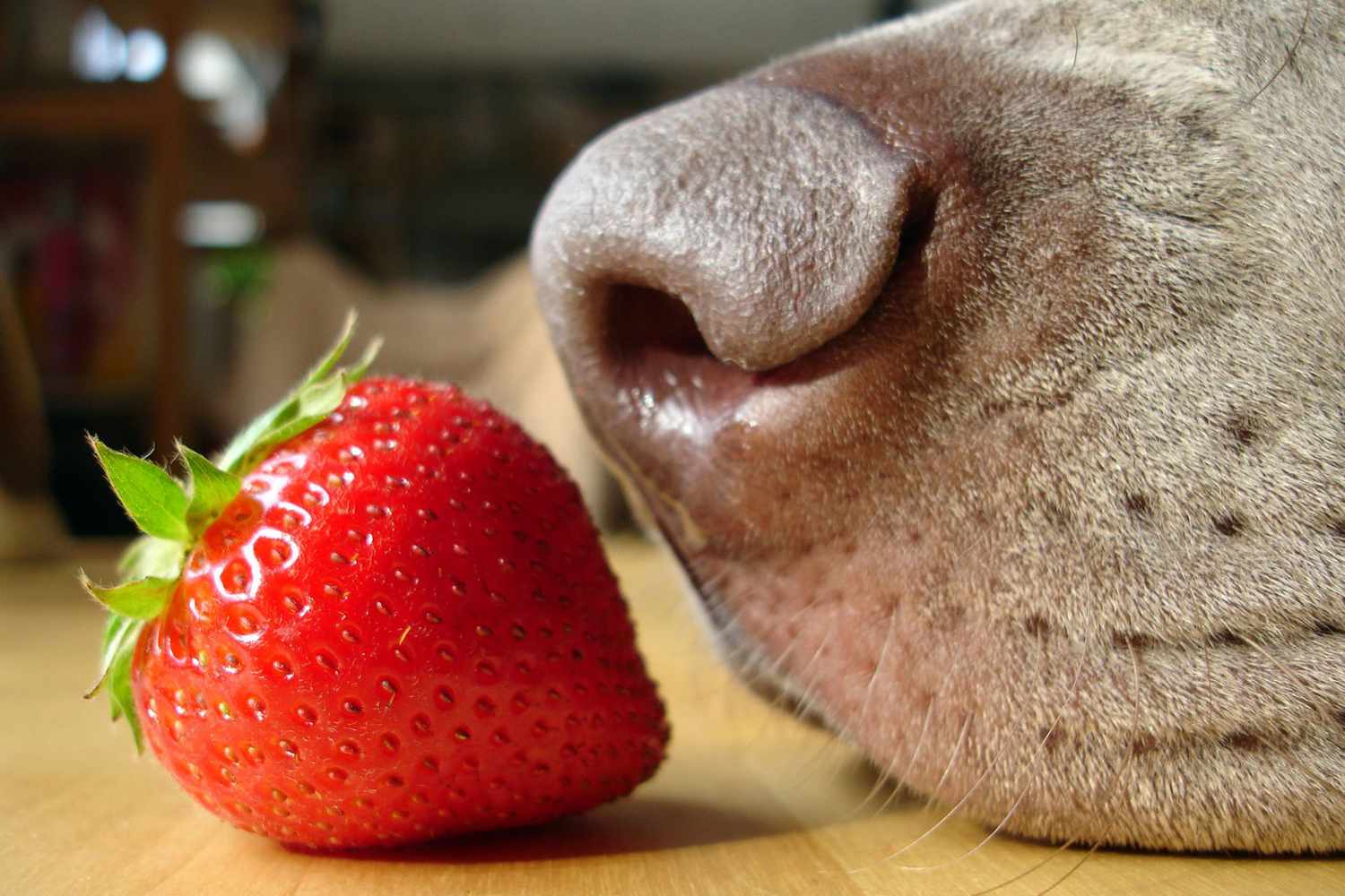 How To Share Strawberries With Your Dog