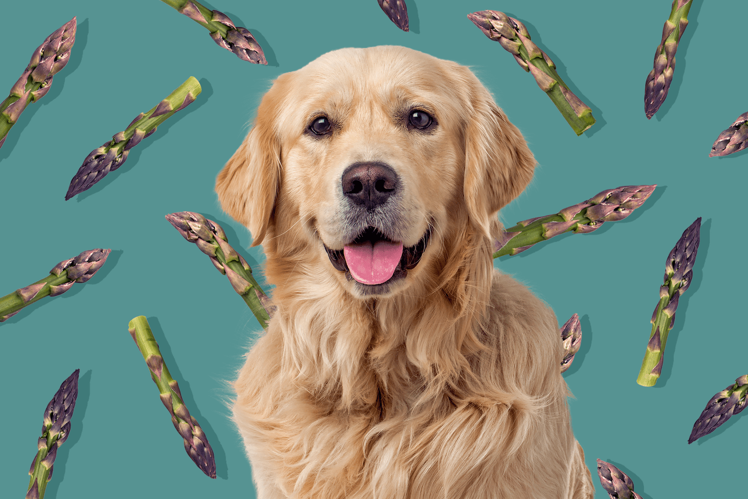 Can Dogs Eat Asparagus? Everything to Know About This Spring Veggie