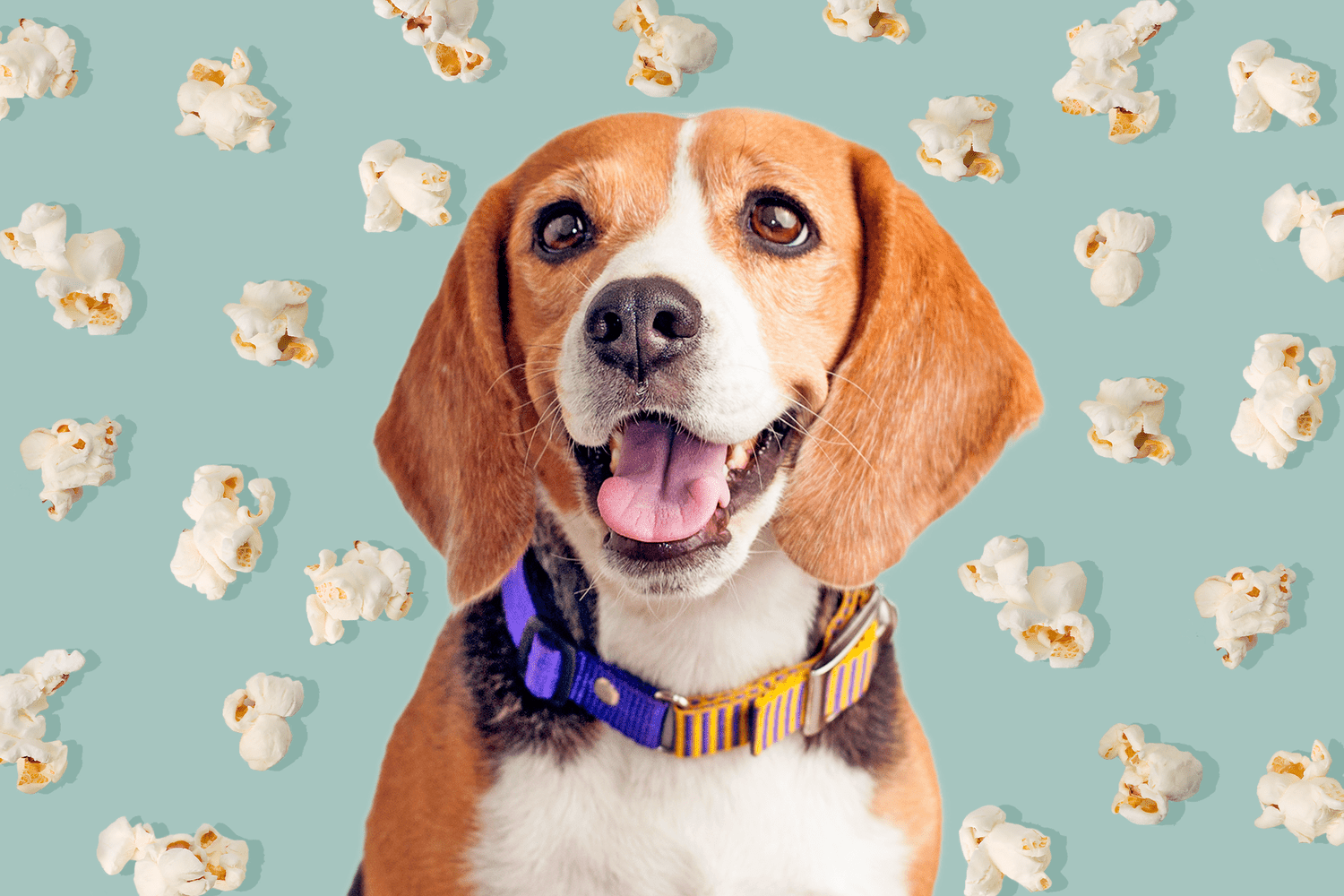 How Your Dog Can Eat Popcorn Safely