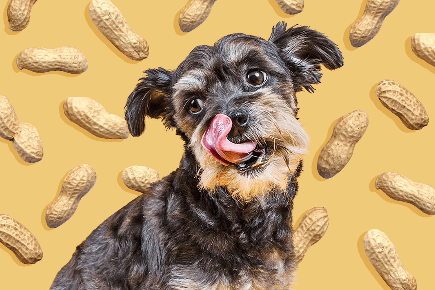 Can Dogs Eat Peanuts?