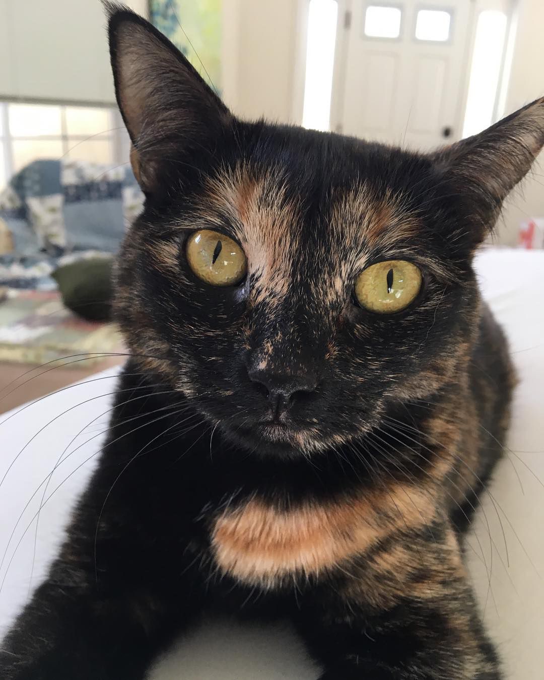 Examine These 7 Pretty Tortoiseshell Cats and Kittens