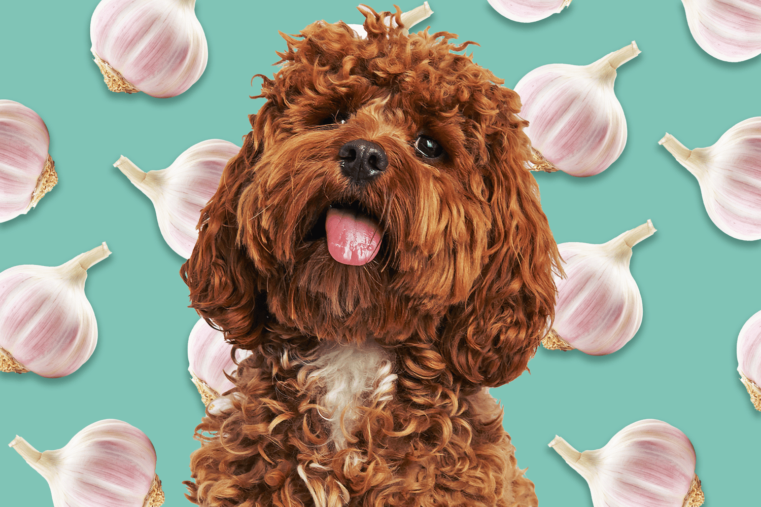 Can Dogs Eat Garlic? Why You Want to Keep Your Dog Away From the Toxic Veggie