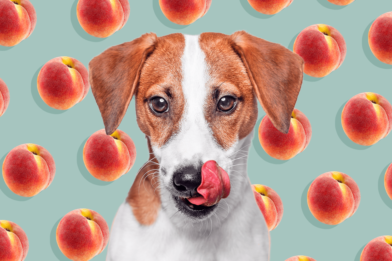 Can Dogs Eat Peaches?