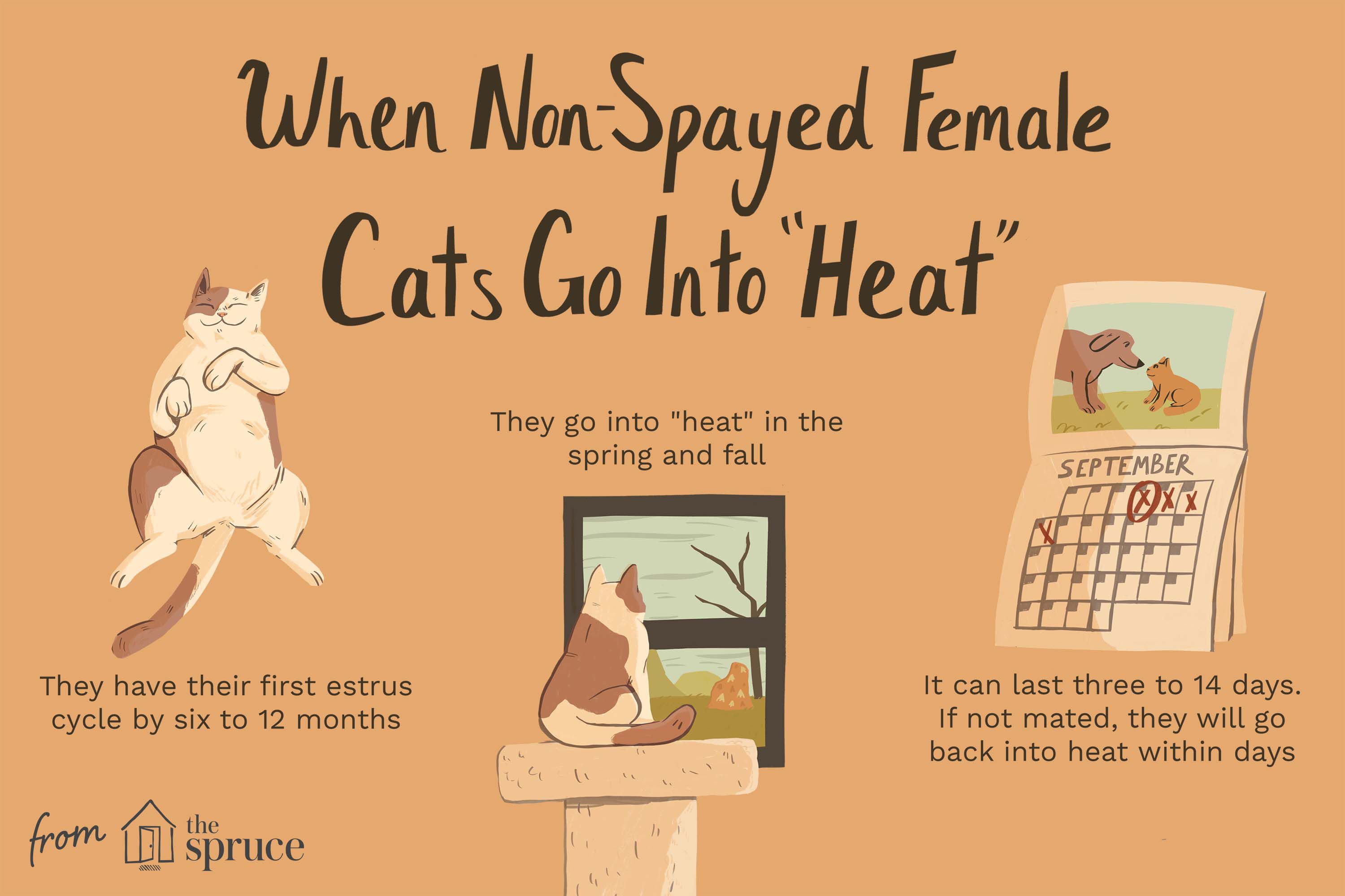 What Happens When a Cat is Spayed?