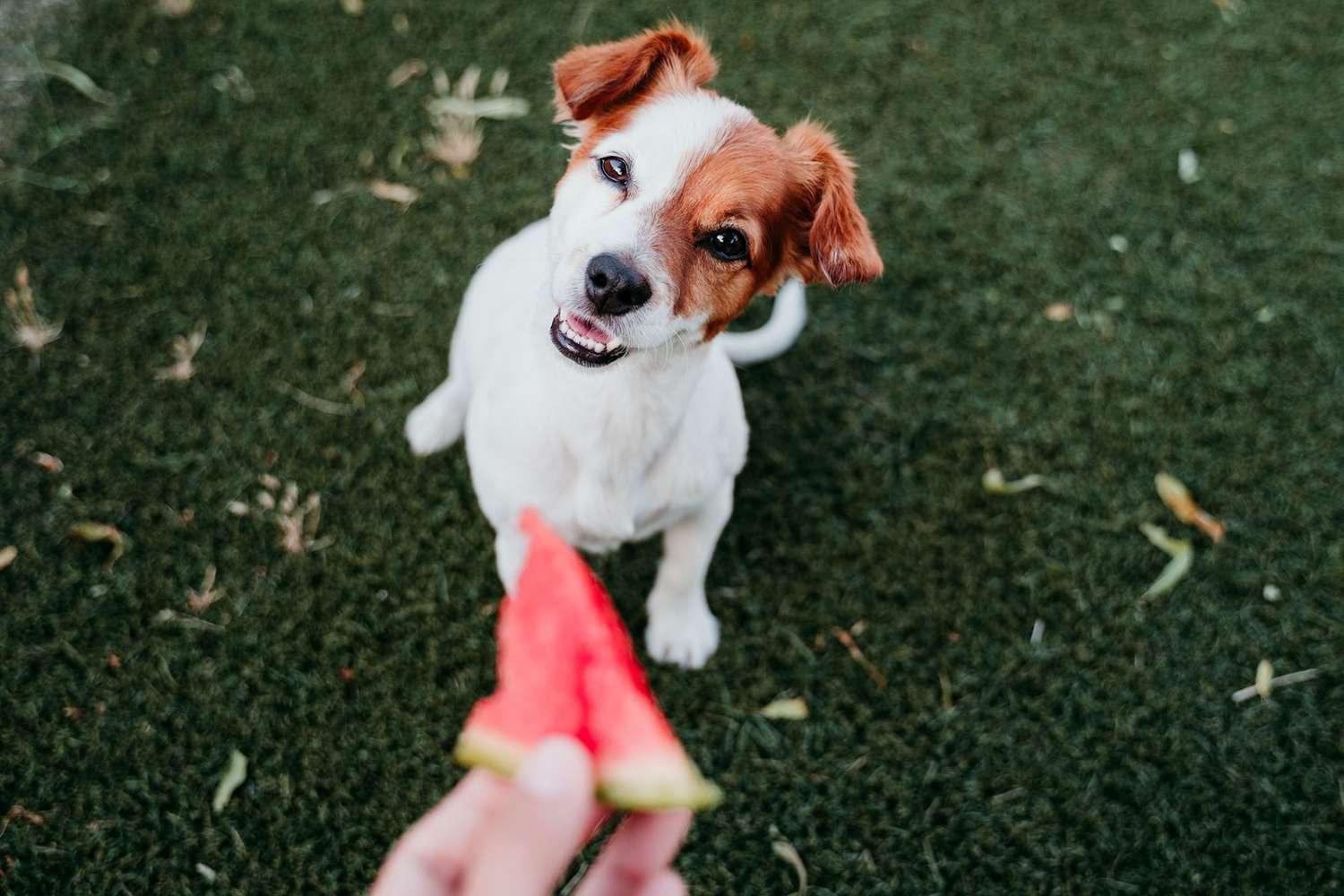 Can Dogs Eat Watermelon? What to Know About This Hydrating Summer Fruit