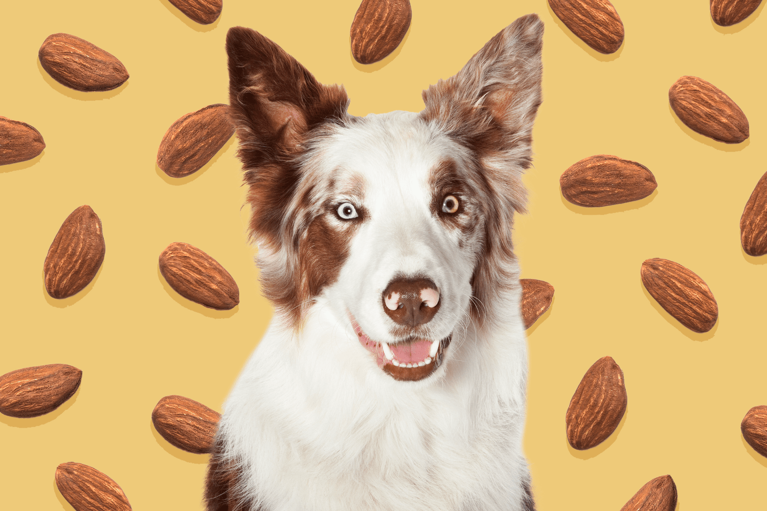 Can Dogs Eat Almonds?