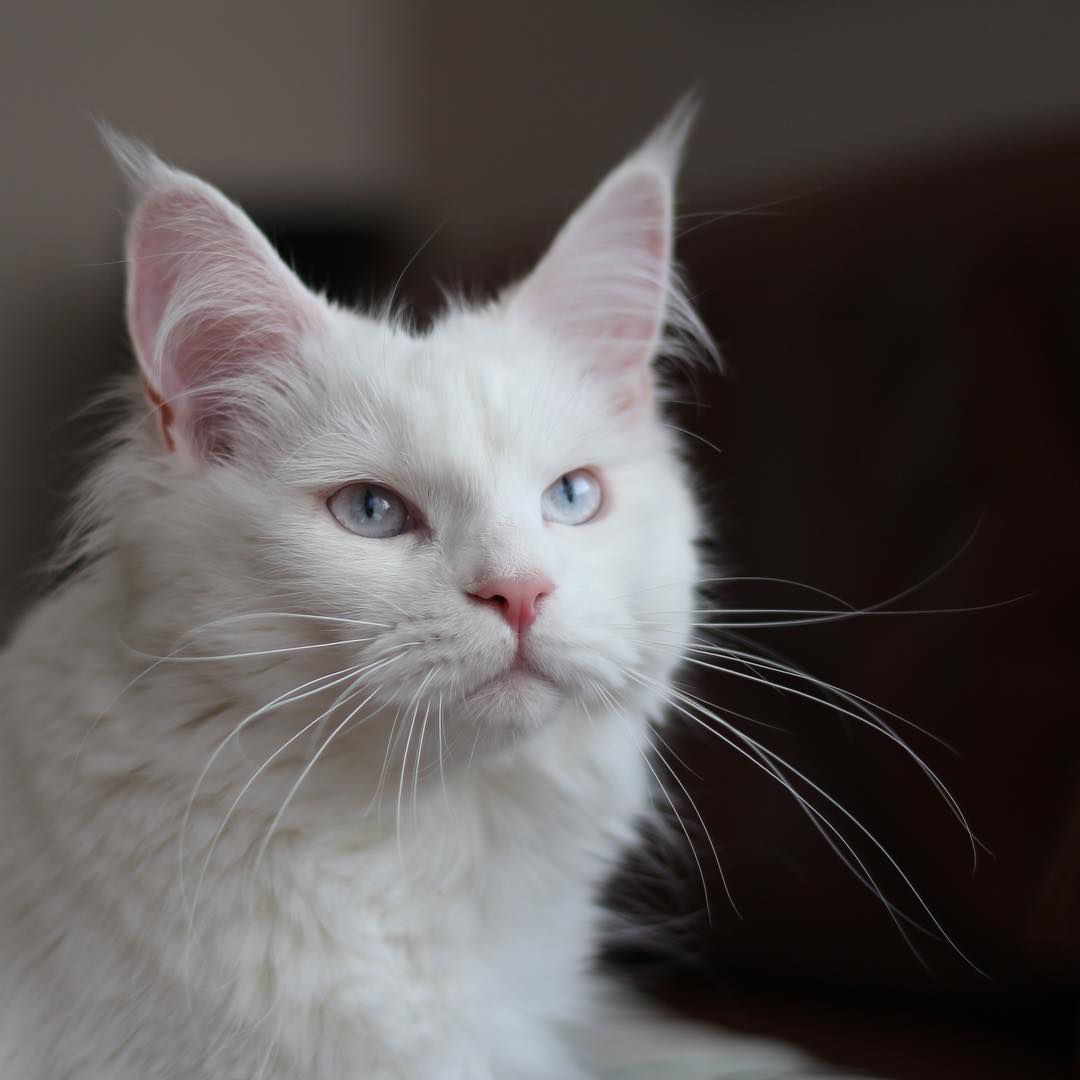 Fun Facts About White Cats and Kittens