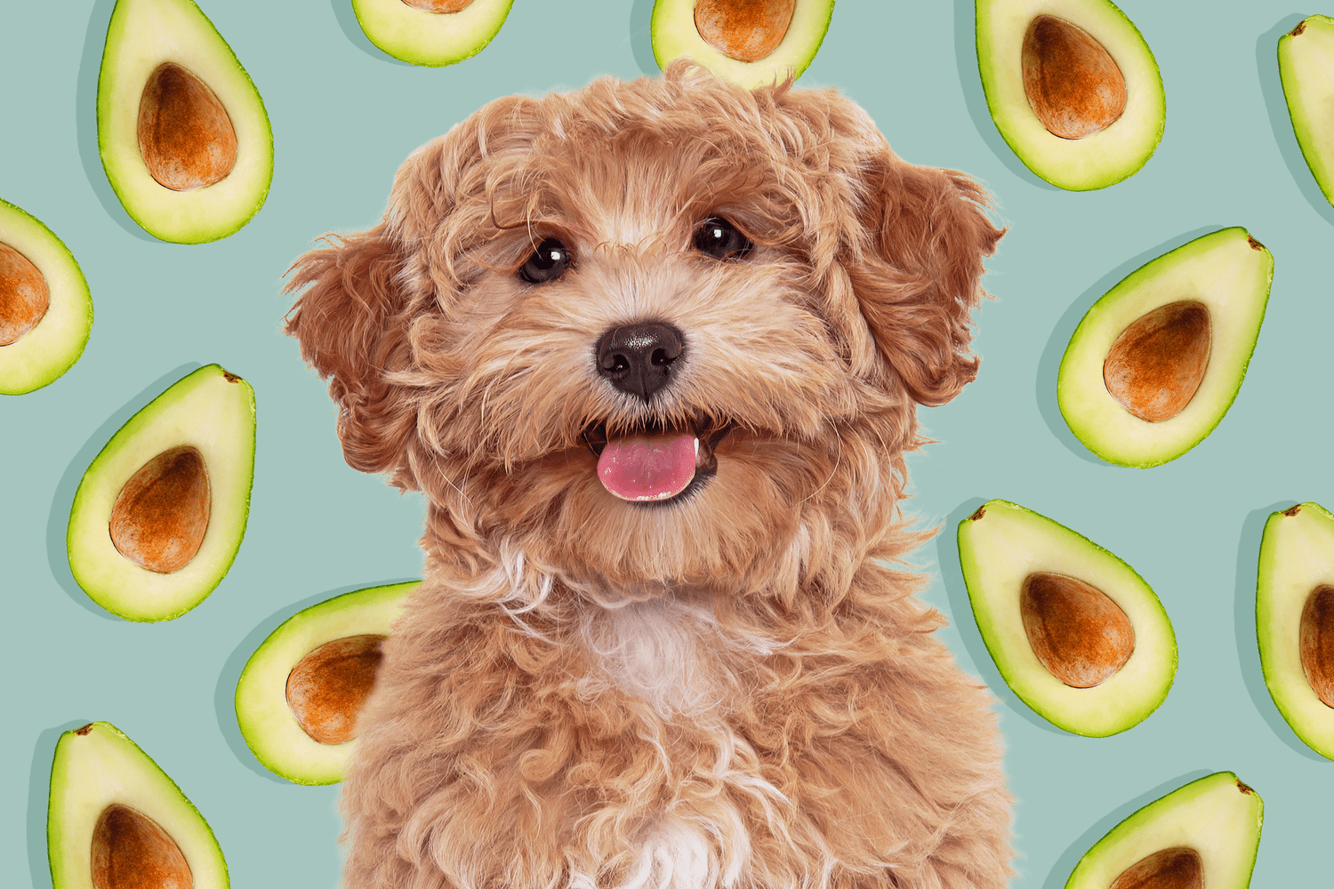 Can Dogs Eat Avocado?