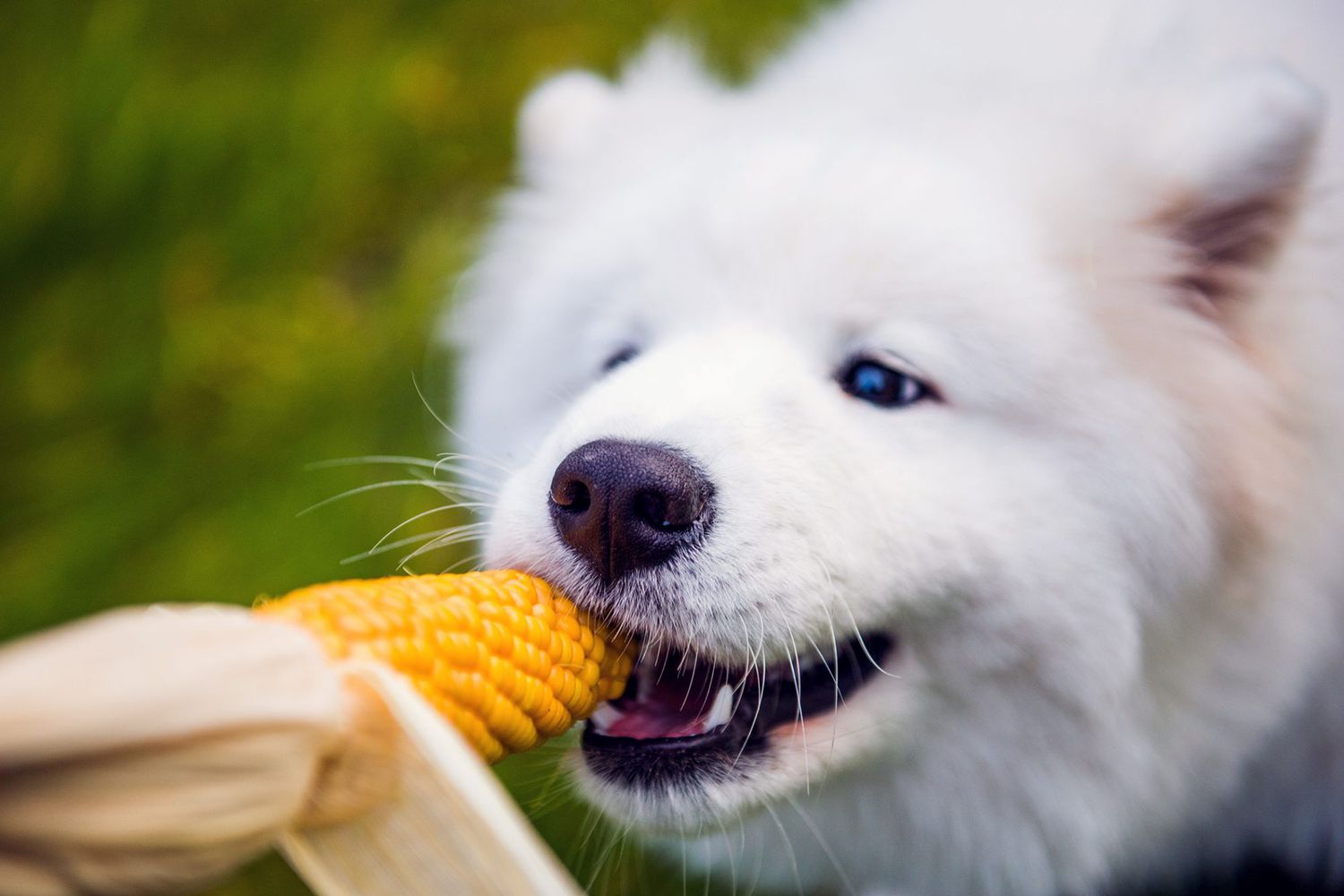 Can Dogs Eat Corn?