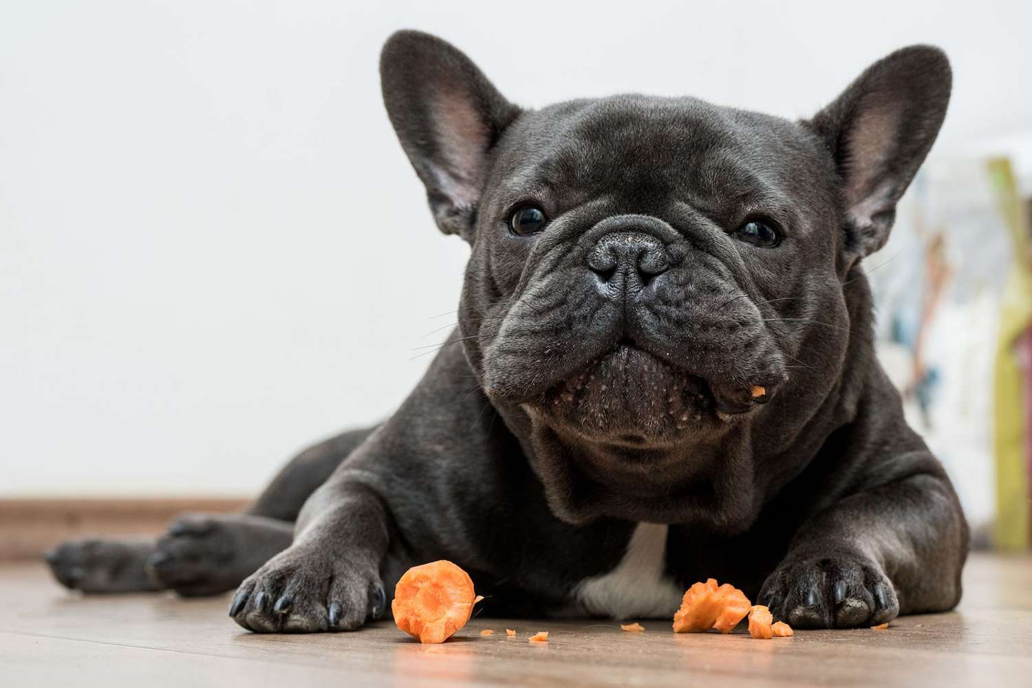 Can Dogs Eat Carrots? Here’s What To Know