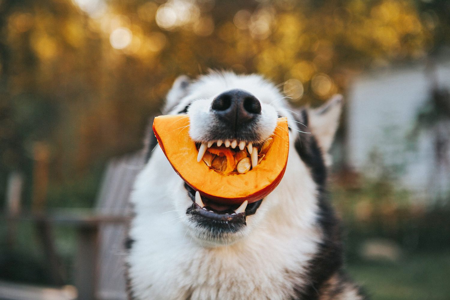 Can Dogs Eat Pumpkins?