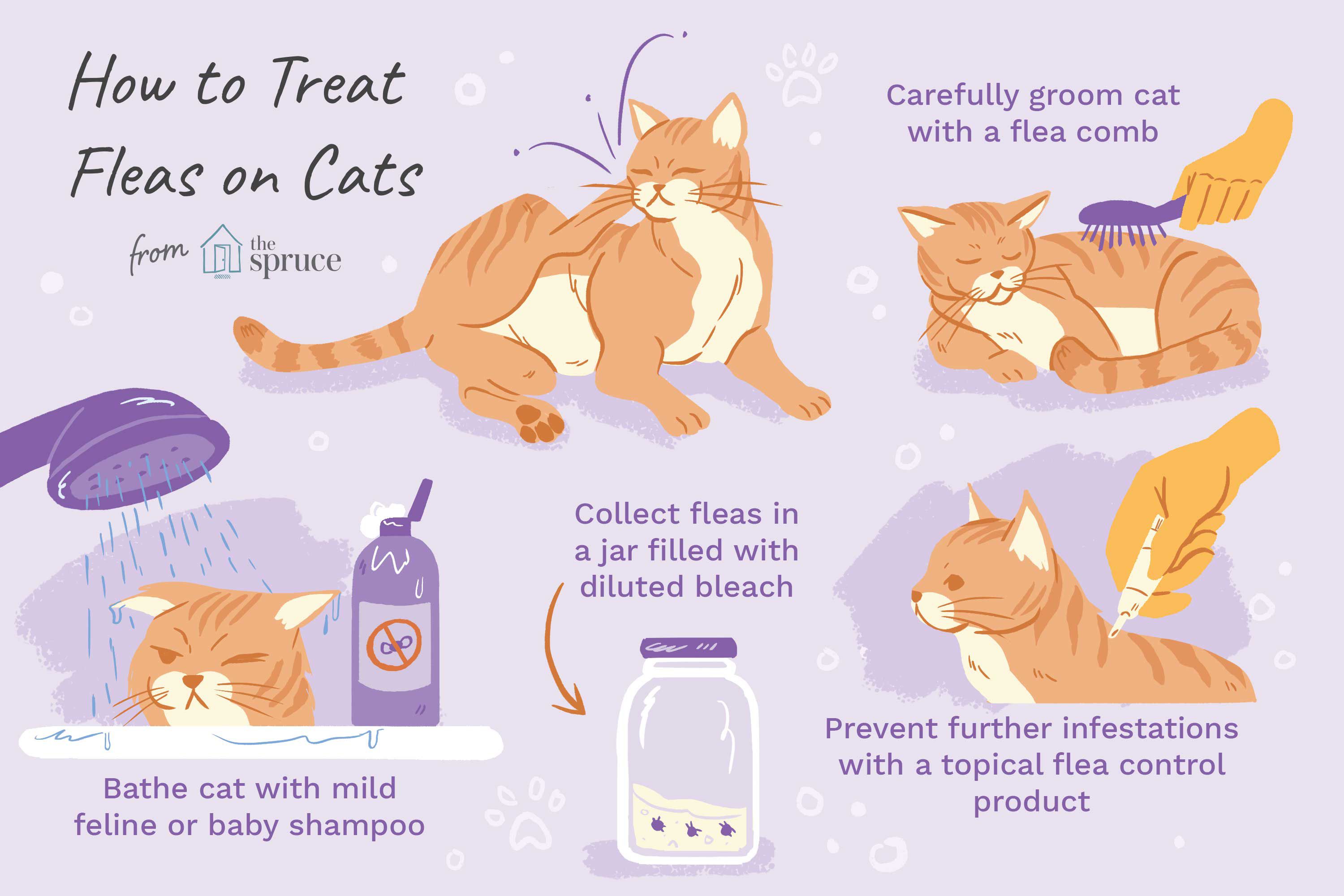 Flea Control Methods for Cats