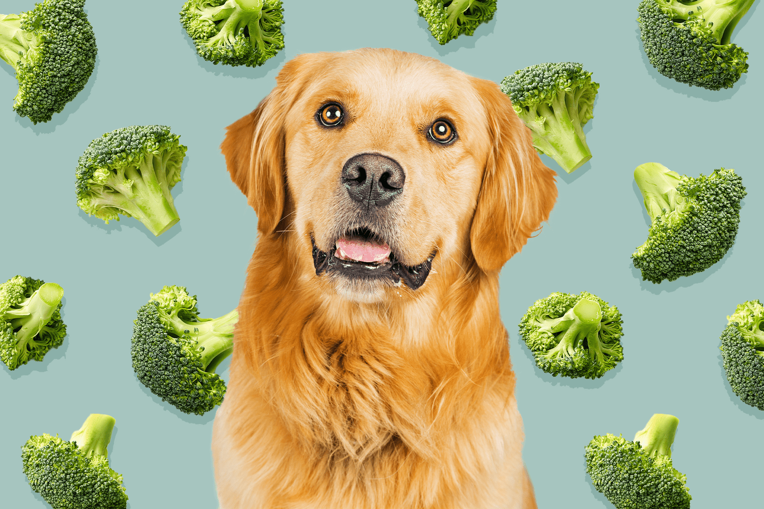 Can Dogs Eat Broccoli? How to Share This Cruciferous Veggie With Your Pup