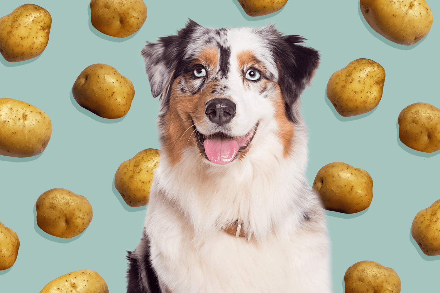 Dogs Can Eat Some Potatoes, But It’s Likely Not Worth It