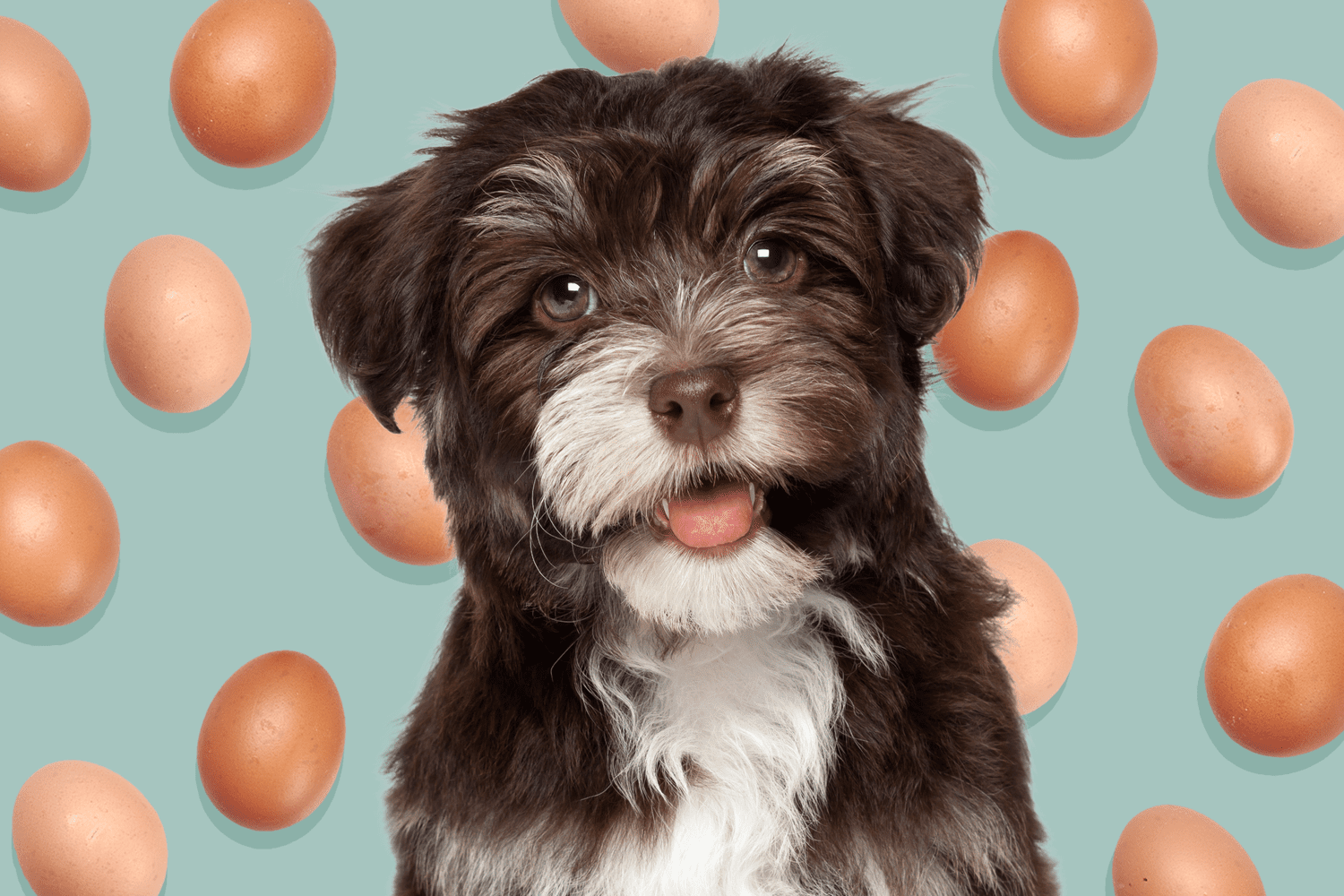 Can Dogs Safely Eat Eggs?