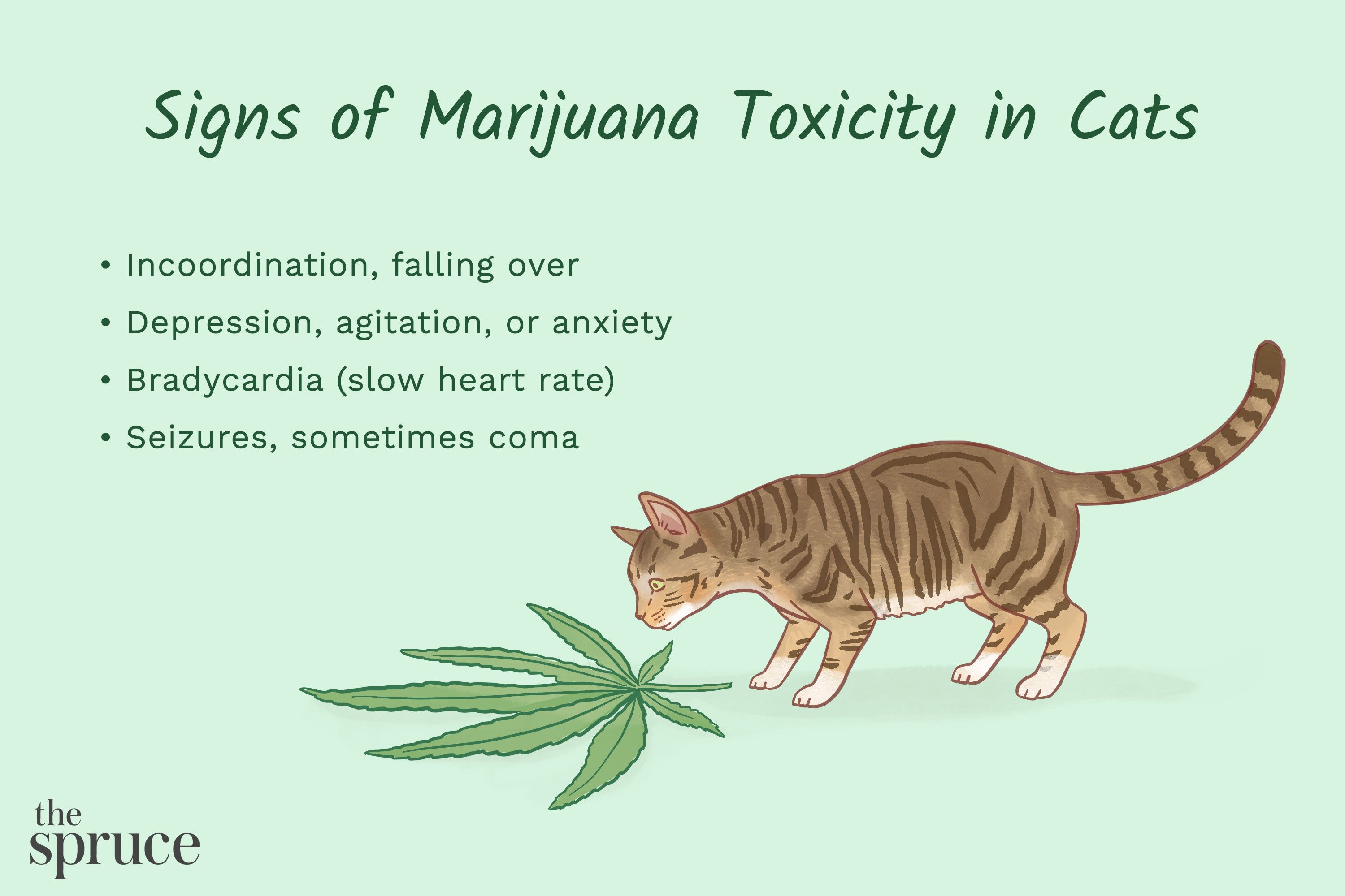 See How Helpful or Harmful Marijuana Is to Cats