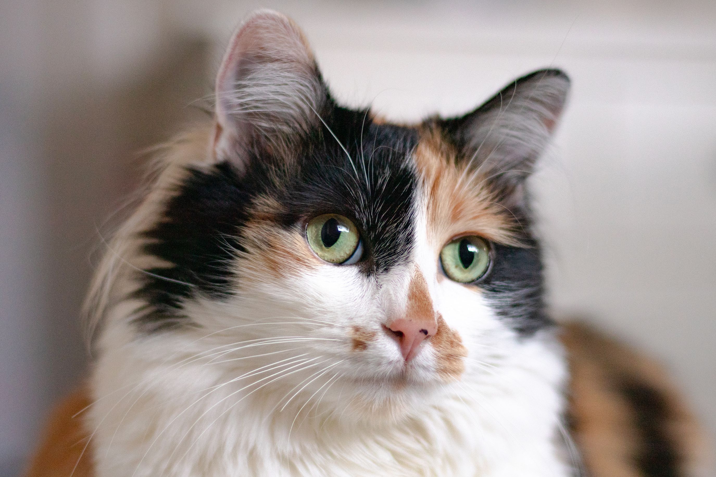 Sassy, Spunky, and Sweet: All About Calico Cats