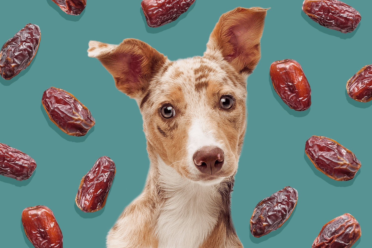 Can Dogs Eat Dates? What You Should Know About This Sweet Fruit