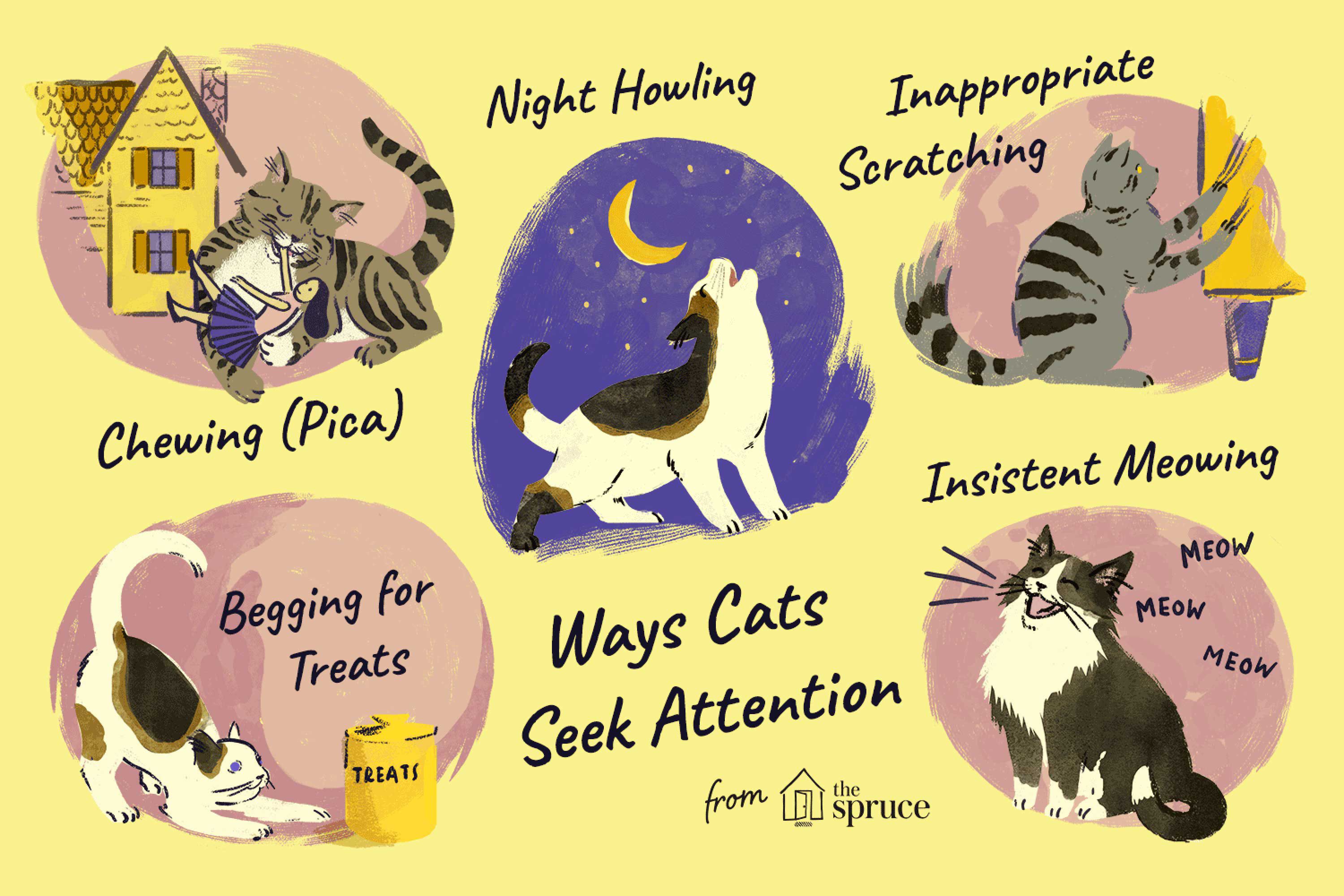 7 Reasons for Attention-Seeking Behavior in Cats