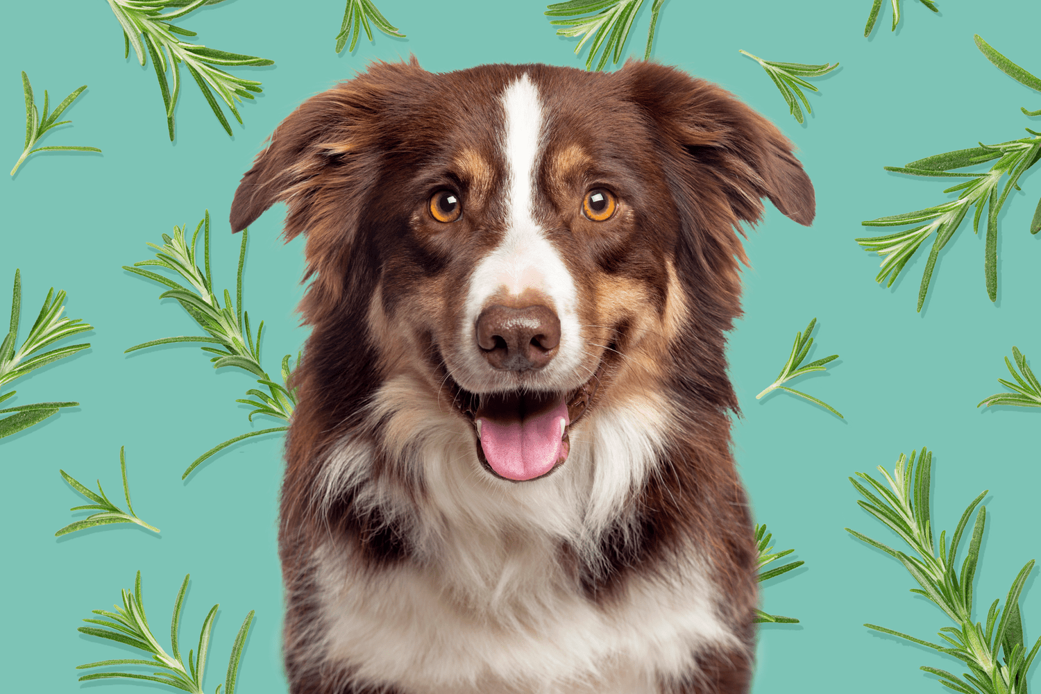 Is Rosemary Safe for Dogs?