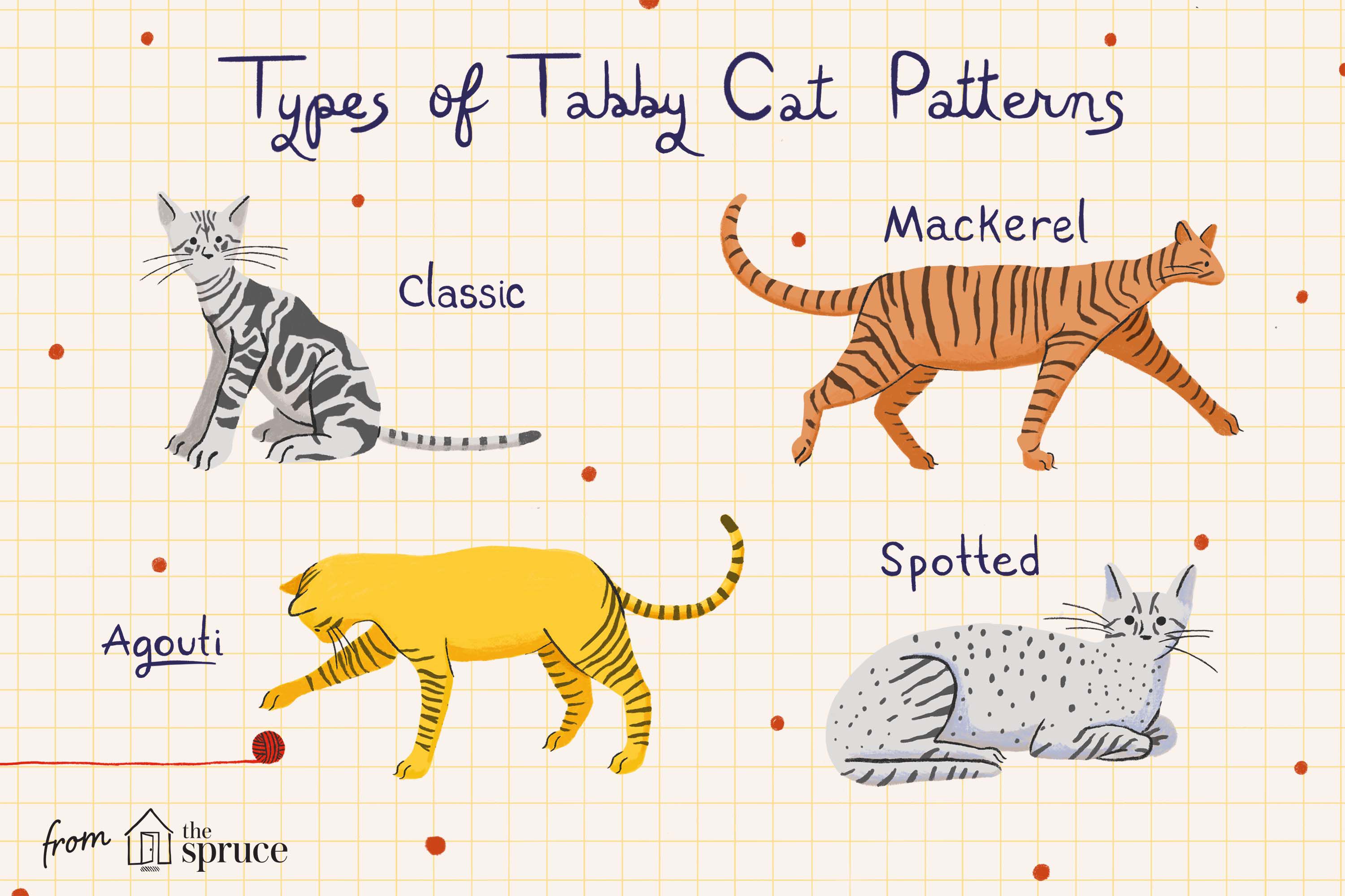 Tabby Patterns Found in Different Cat Breeds