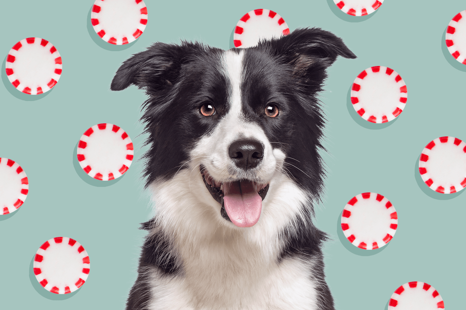 Can Dogs Eat Peppermint?