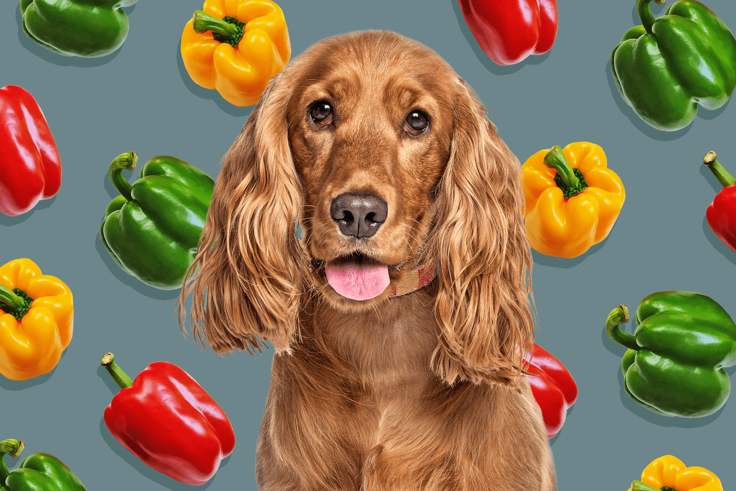 Can Dogs Eat Bell Peppers? Here’s What a Vet Says