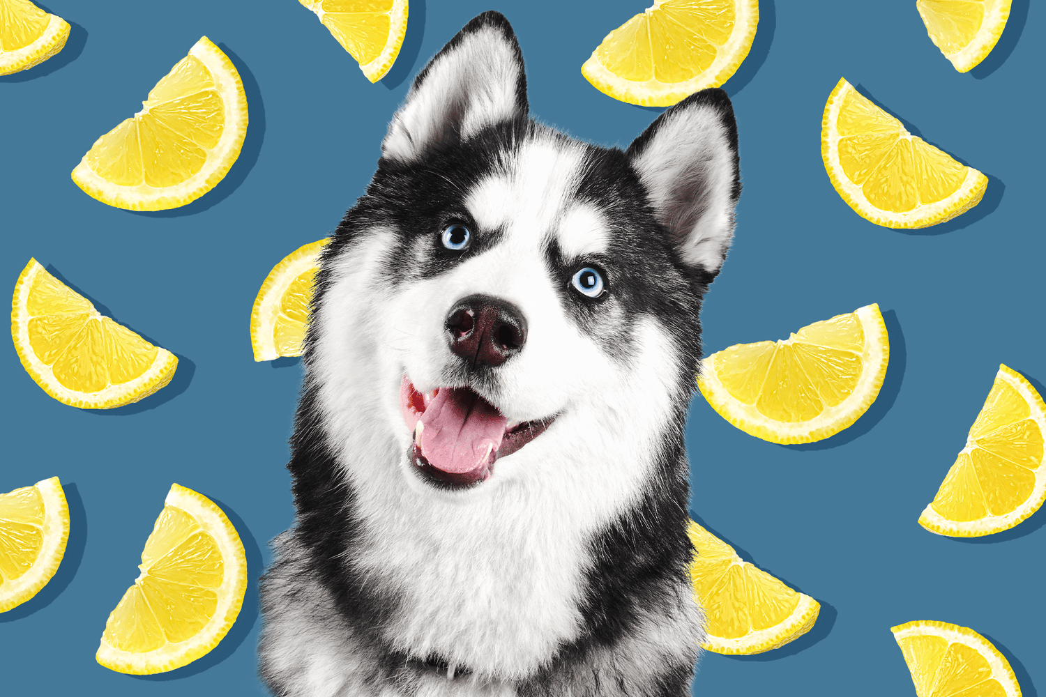 Can Dogs Eat Lemons? What to Do if Your Dog Gets Their Paws on This Sour Fruit