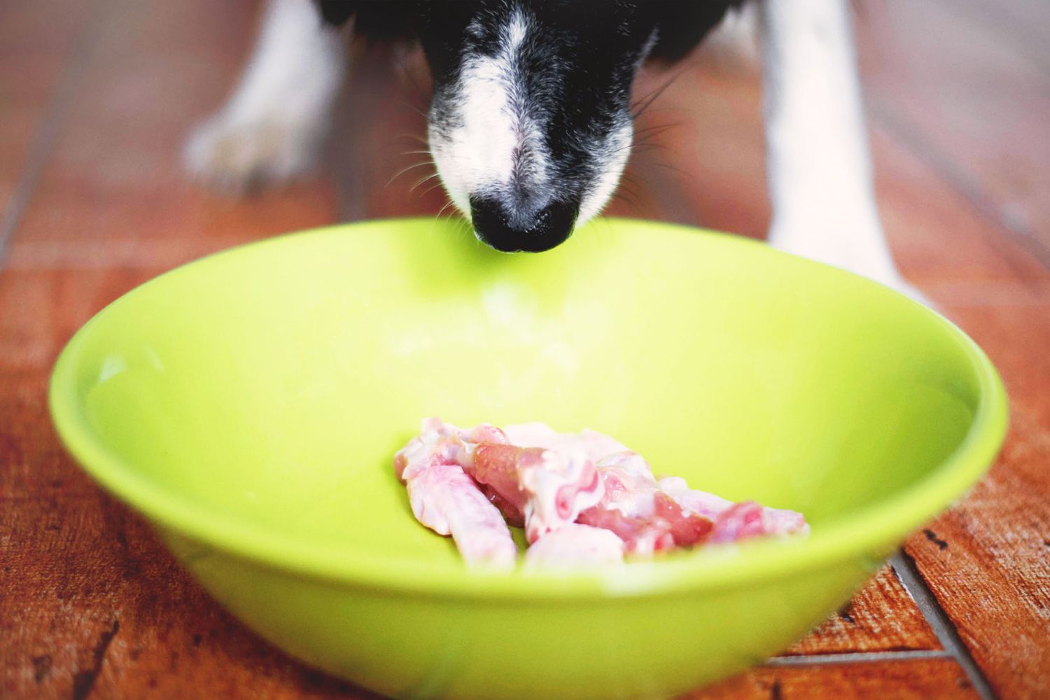 Is Raw Chicken Good For Dogs?