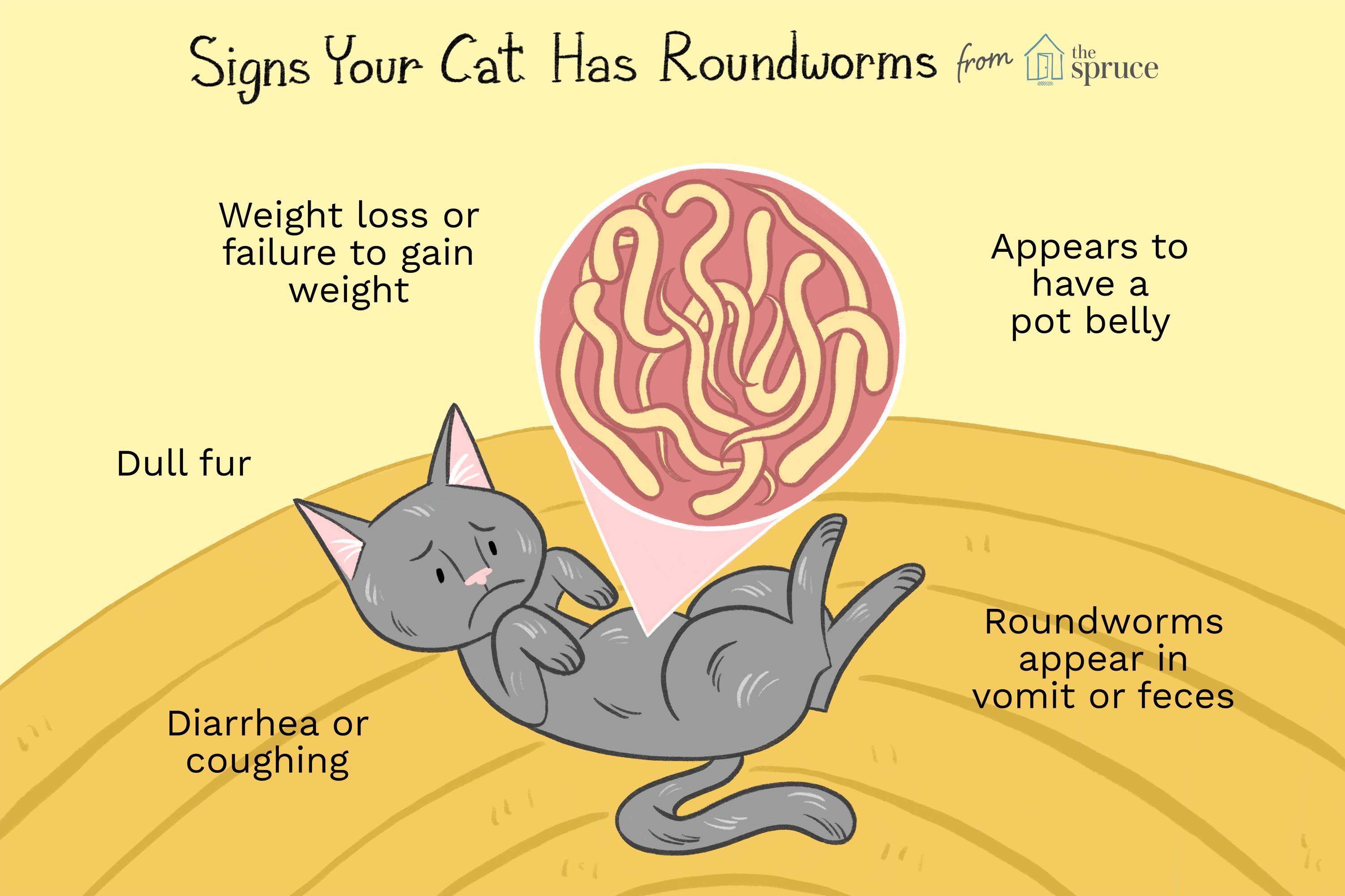 How to Identify, Treat, and Prevent Roundworms in Cats