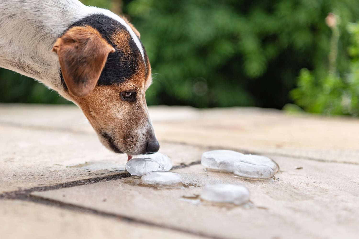 Is Ice Safe for Dogs to Eat?