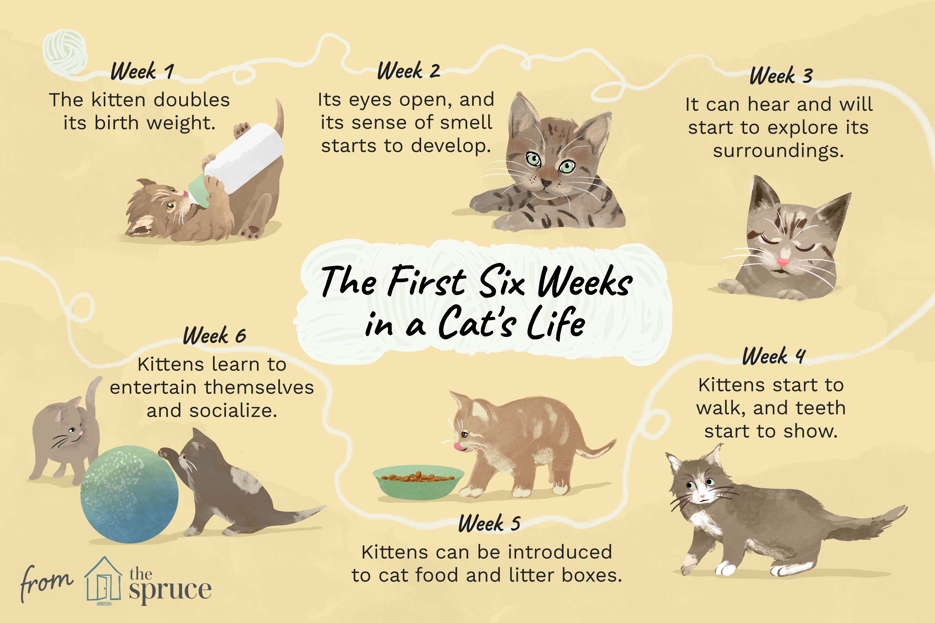 Your Kitten’s Development in the First Six Weeks