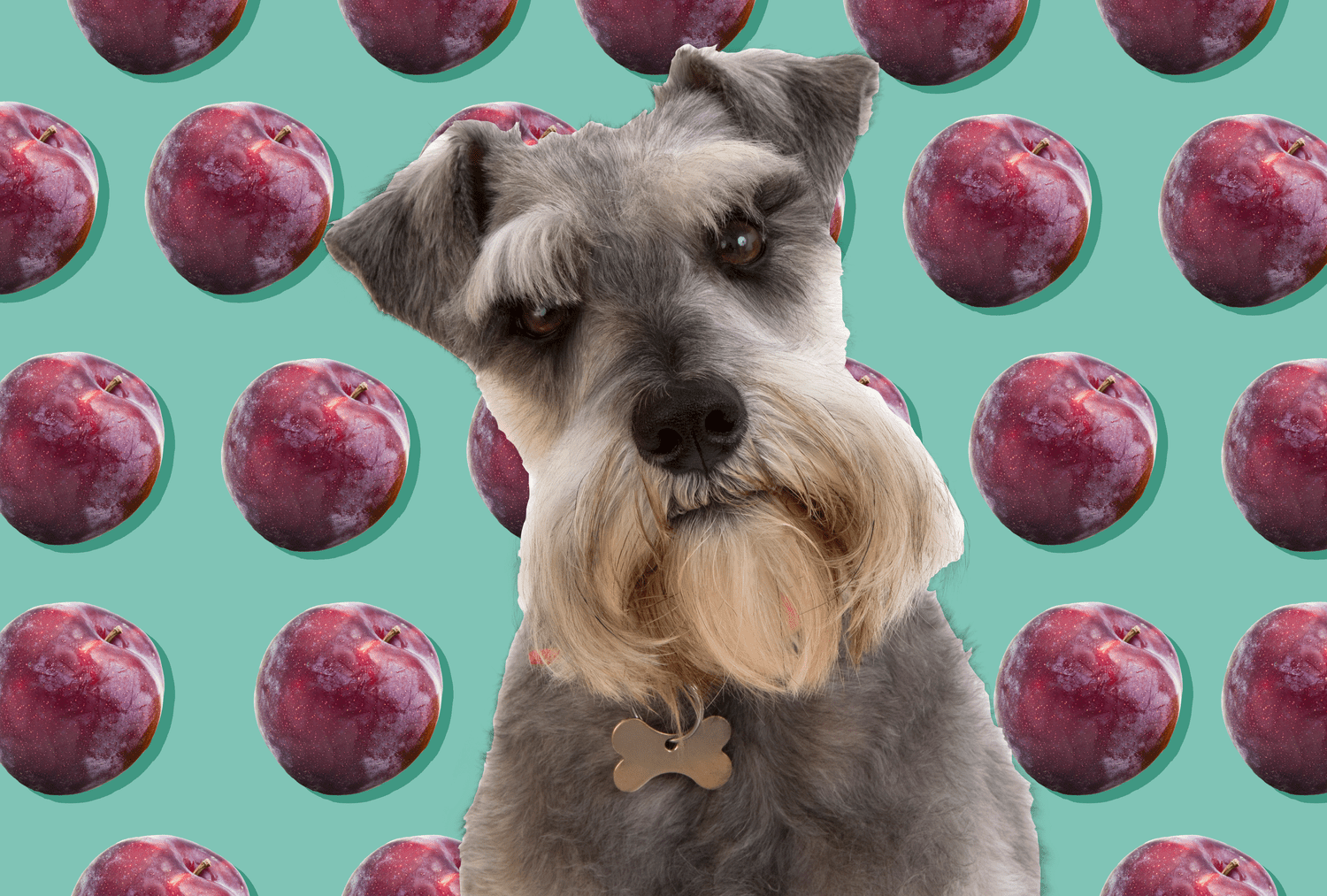 Can Dogs Eat Plums? Yes, But There Are Better Options