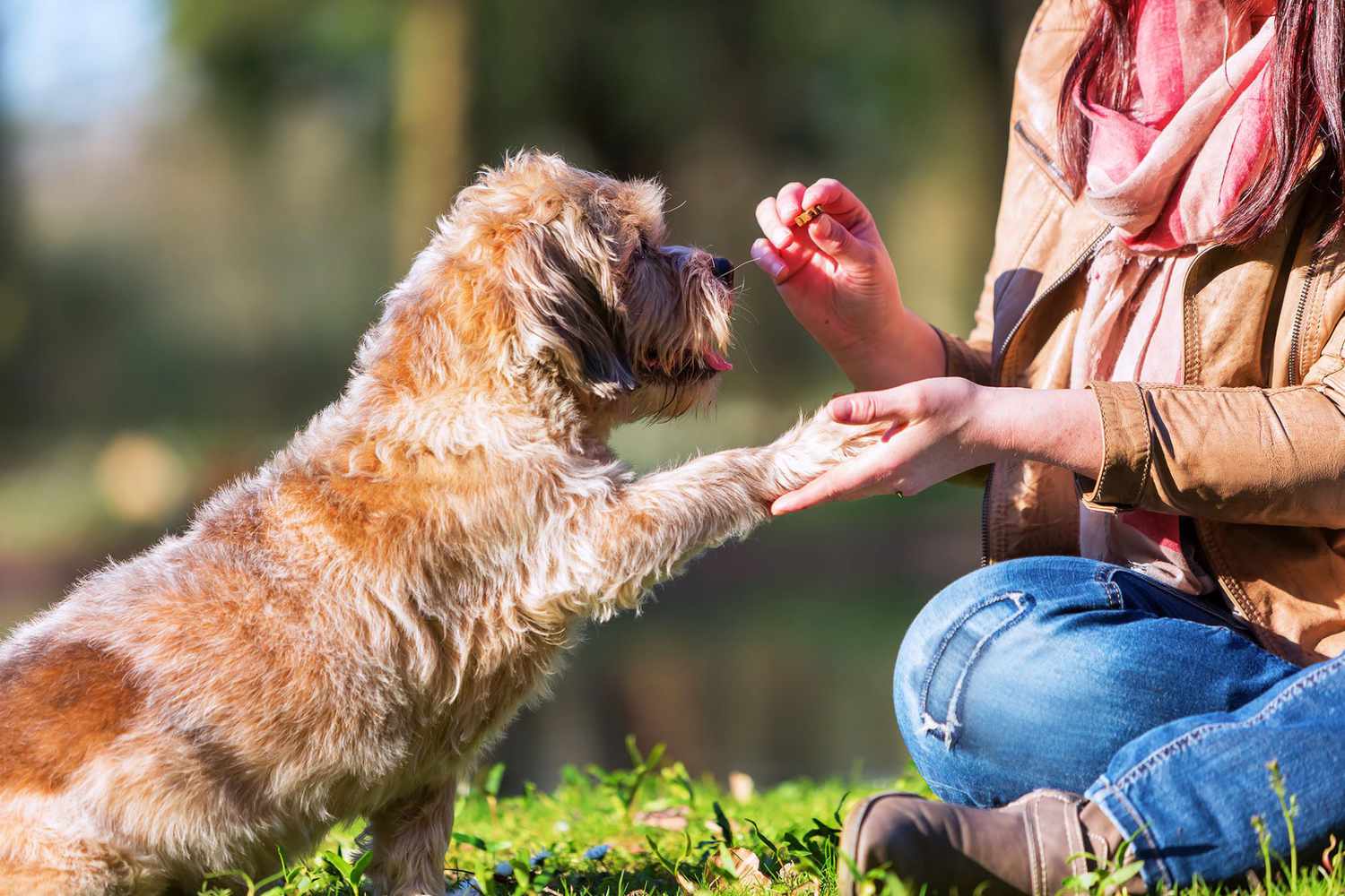 How to Teach Your Dog the Training Basics