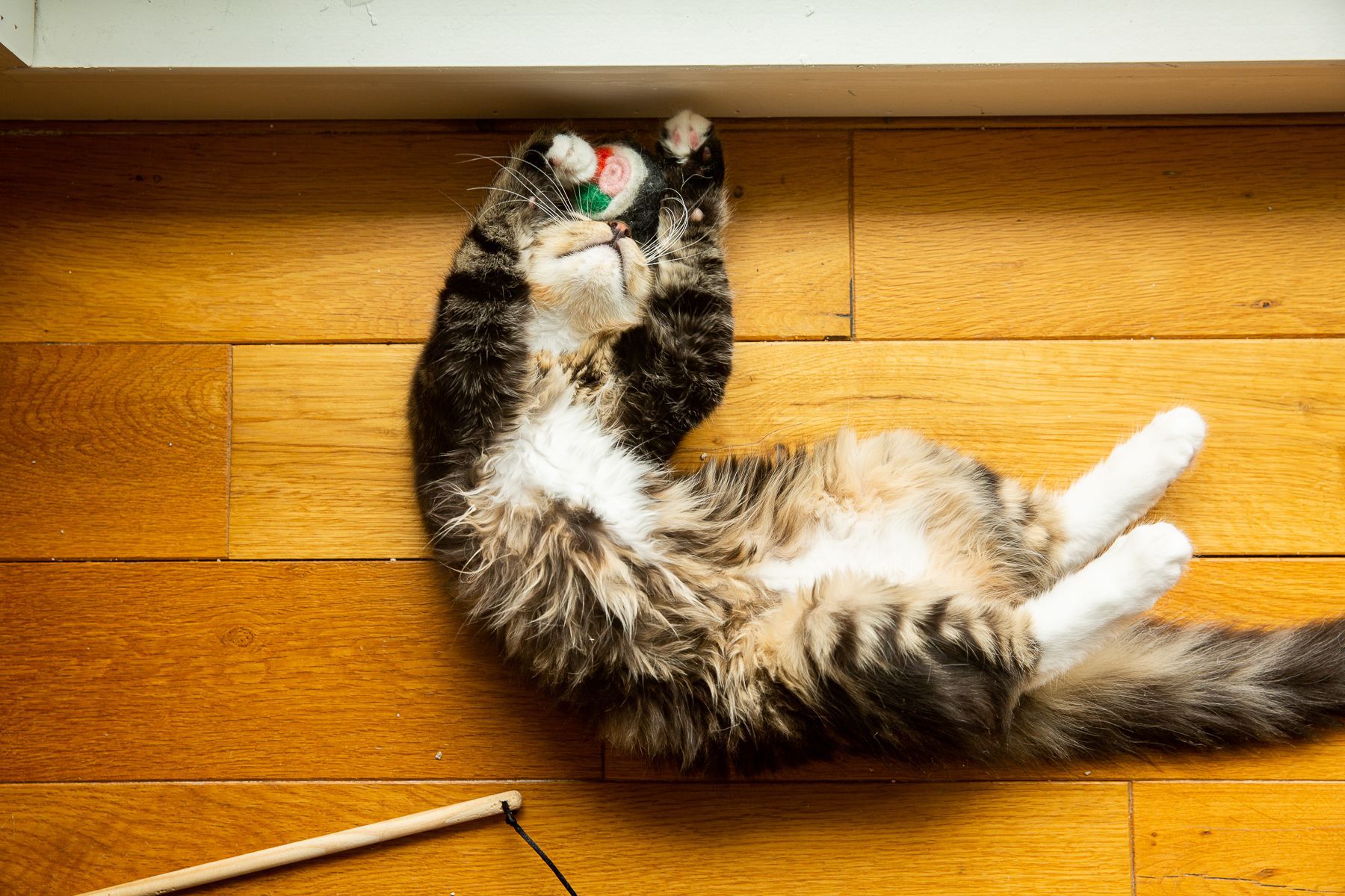 22 Weird Things Your Cat Does and Why