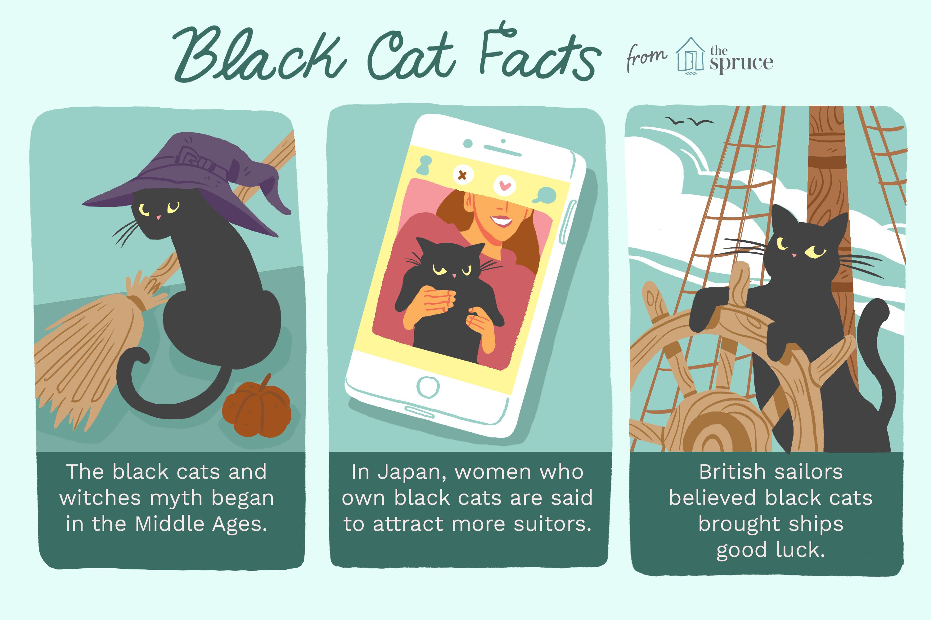 11 Pawsitively Fascinating Facts About Black Cats