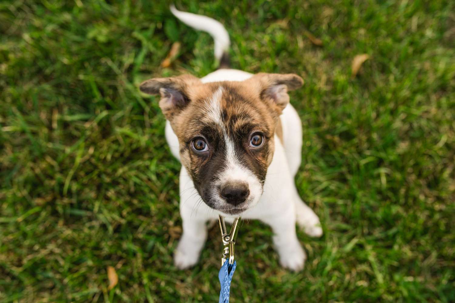 You Probably Should’ve Enrolled in Puppy Kindergarten Already