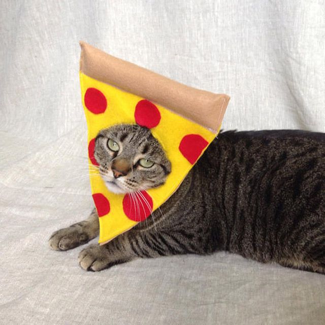 15 Purrfect Halloween Costumes for Your Cat