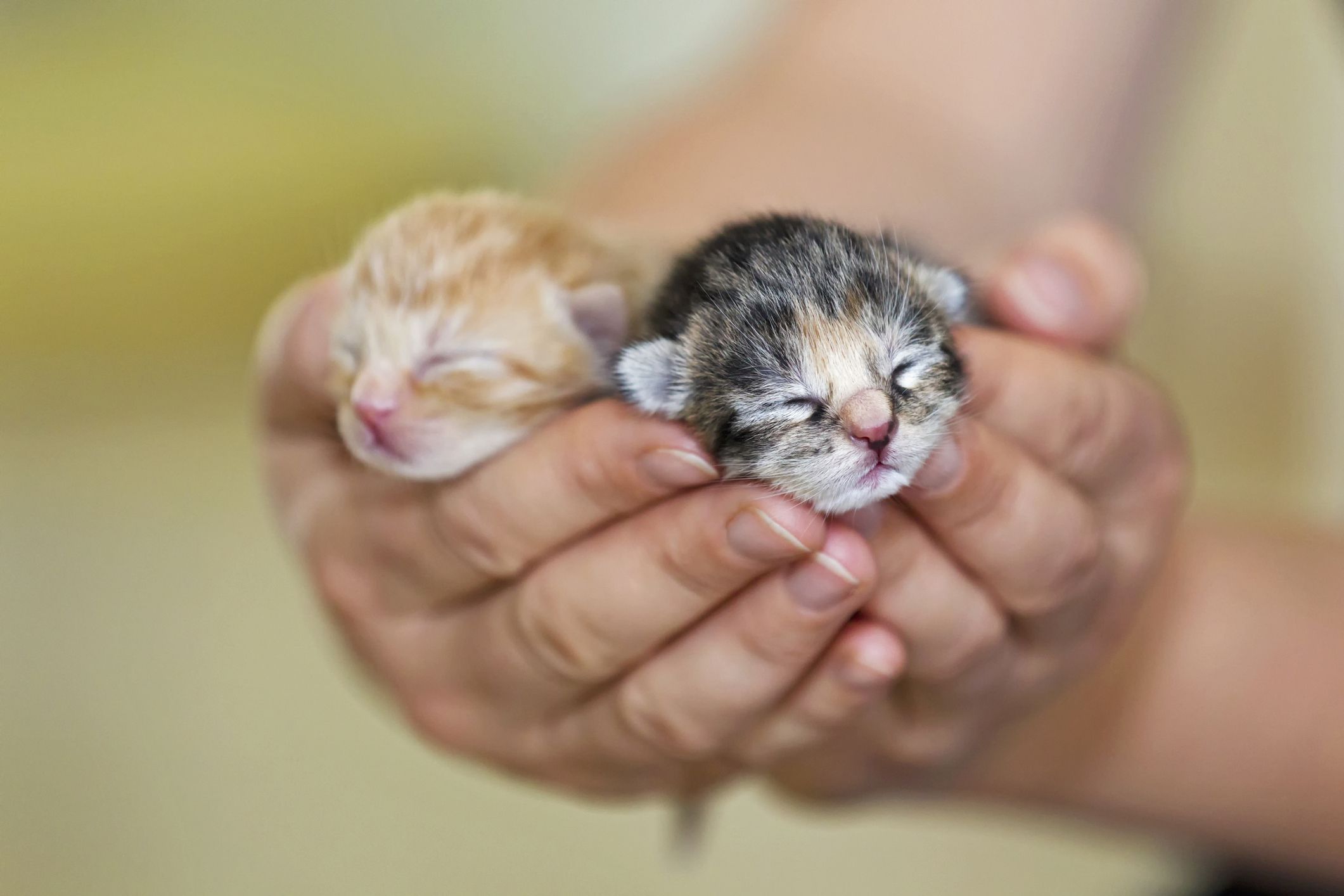 What to Expect in the First 6 Weeks of Your Kitten’s Life