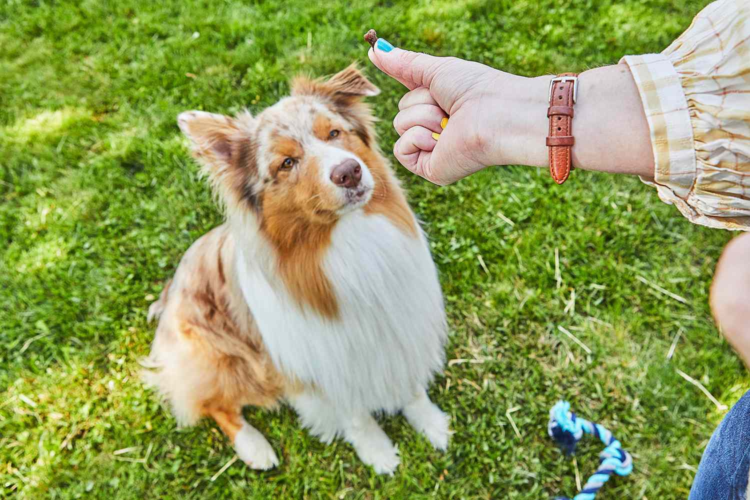 How to Teach a Dog to Fetch a Toy