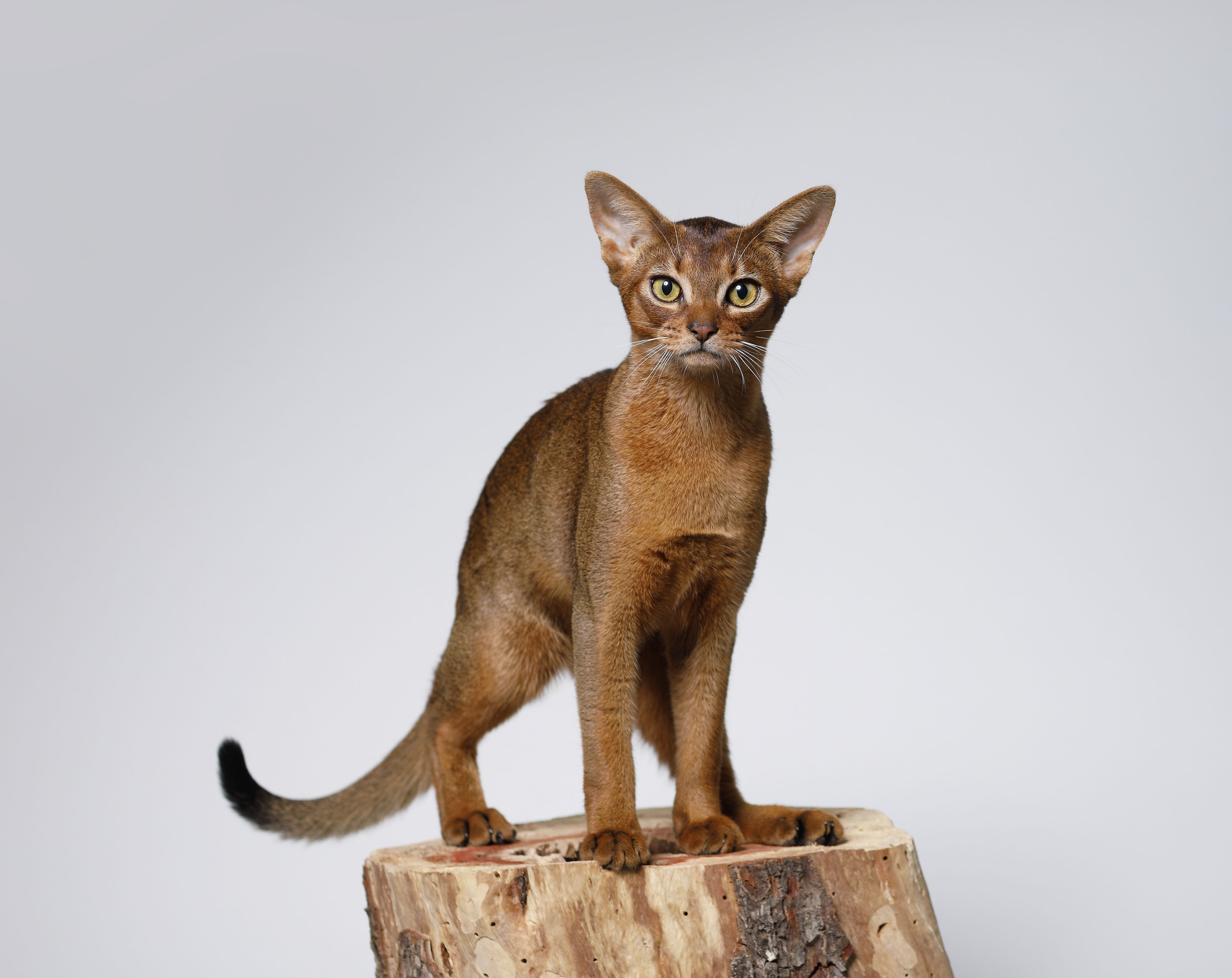 The Most Intelligent Cat Breeds