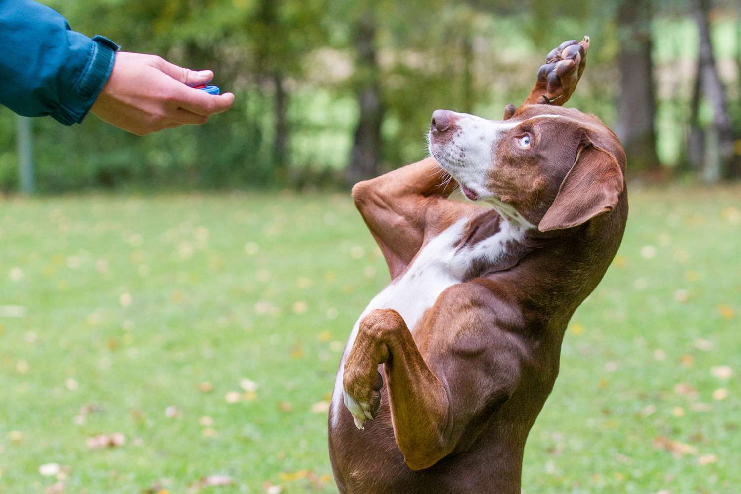 Why a Marker Could Make Training Your Pet Easier