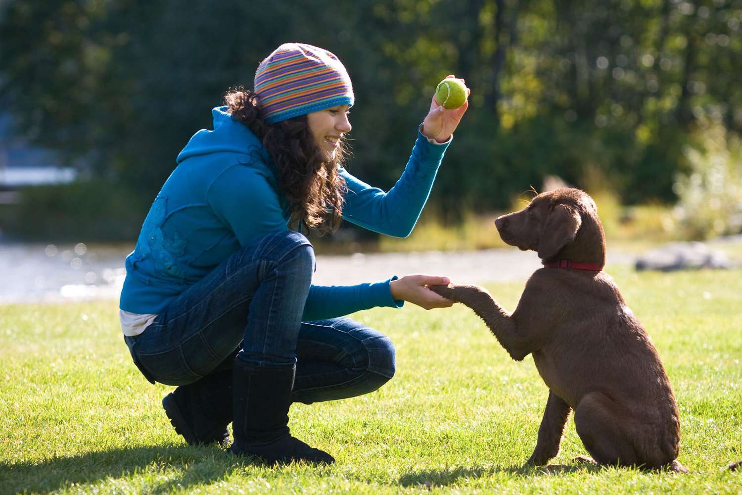 Why Training Your Dog Is So Important & How to Start