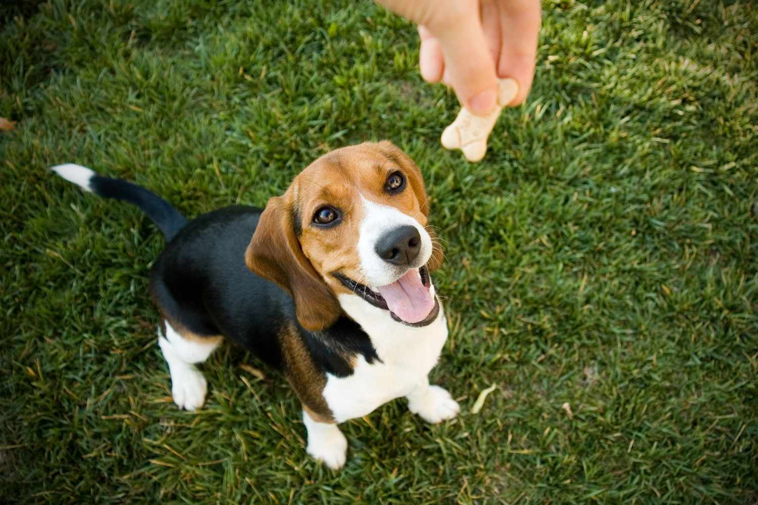 6 Easy Tips to Train Your Dog With Positive Reinforcement